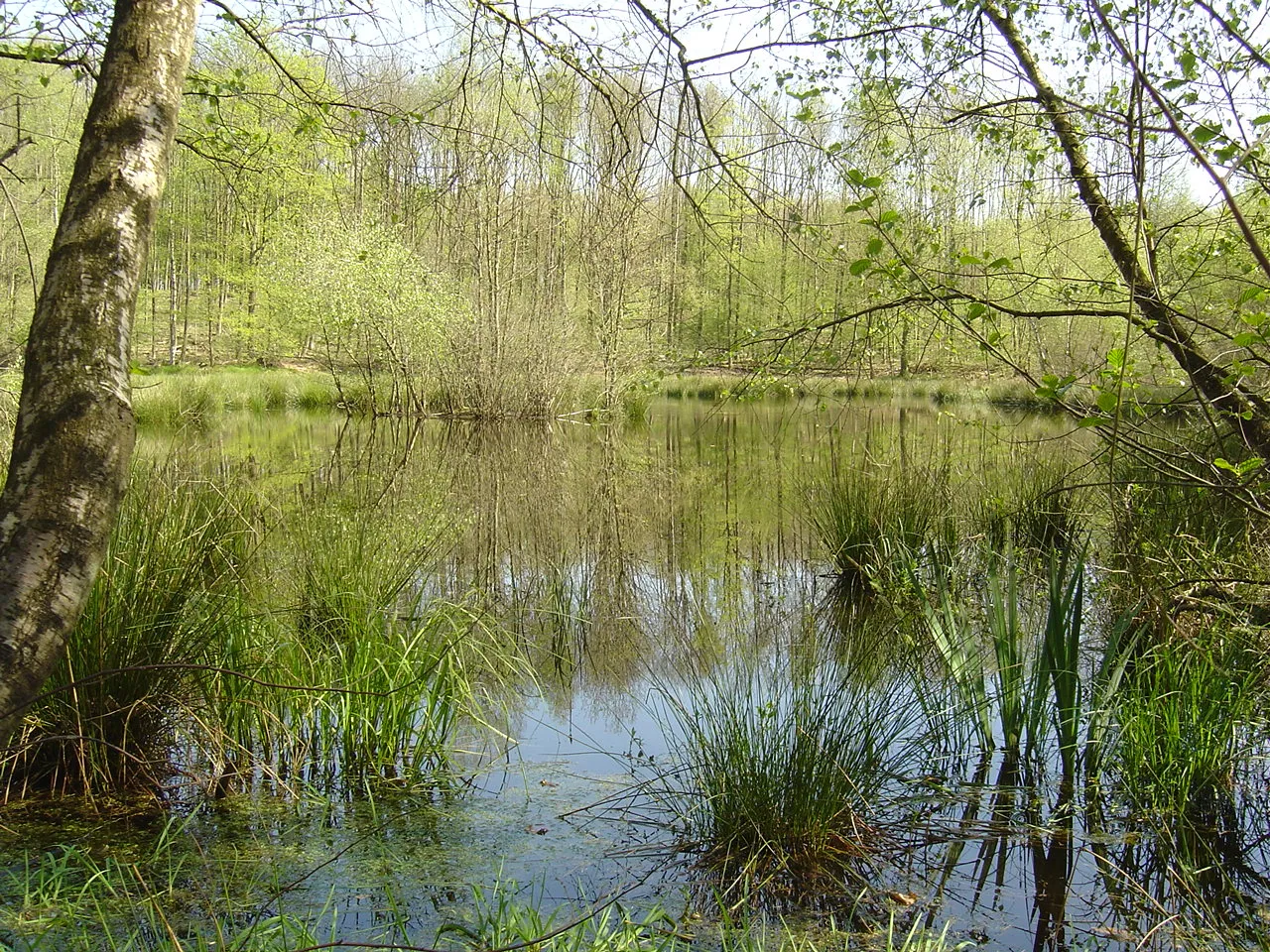 Photo showing: The "Breitsee", a turf moor amidst the forest of Möhlin