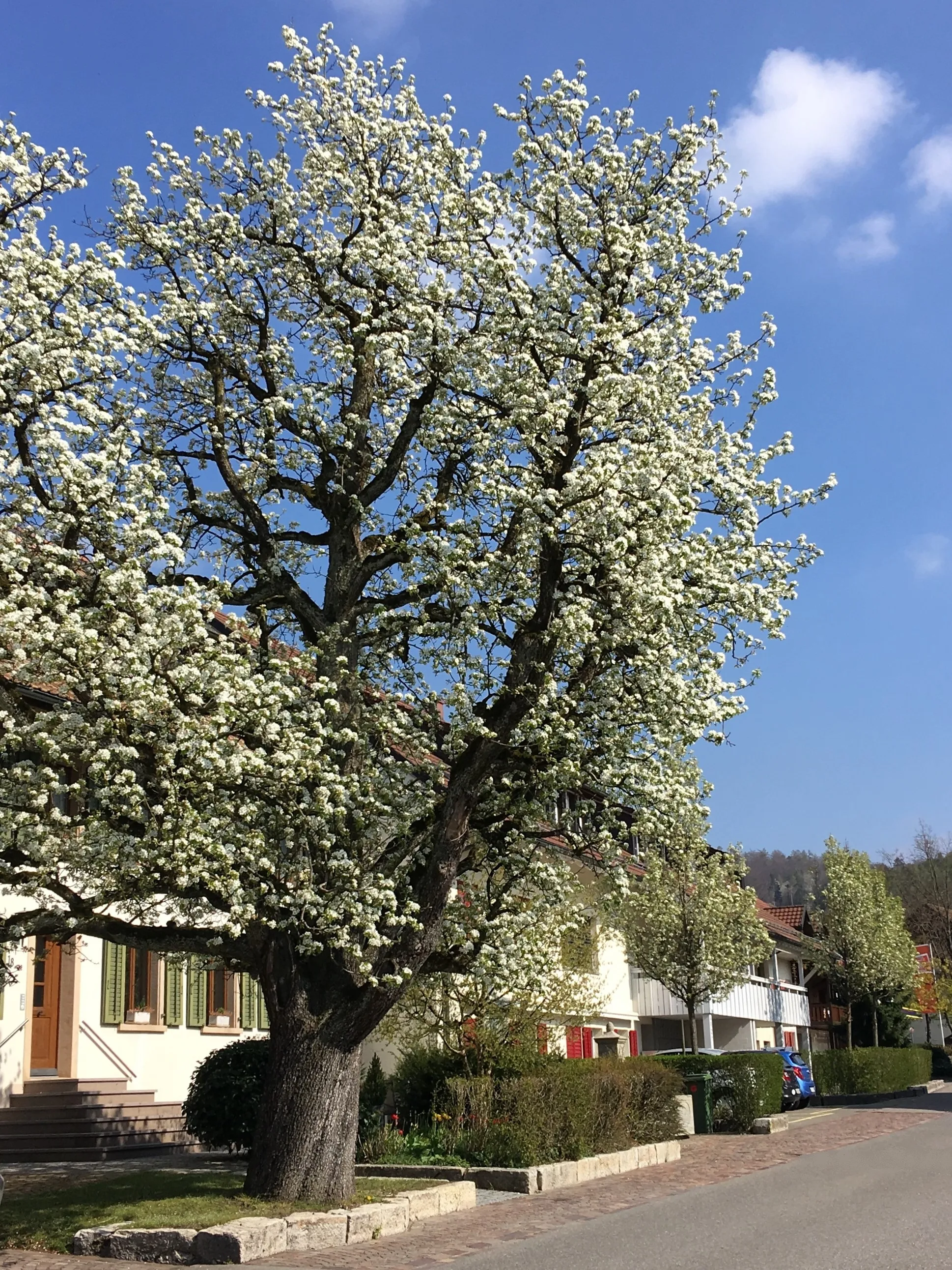 Billede af Nordwestschweiz