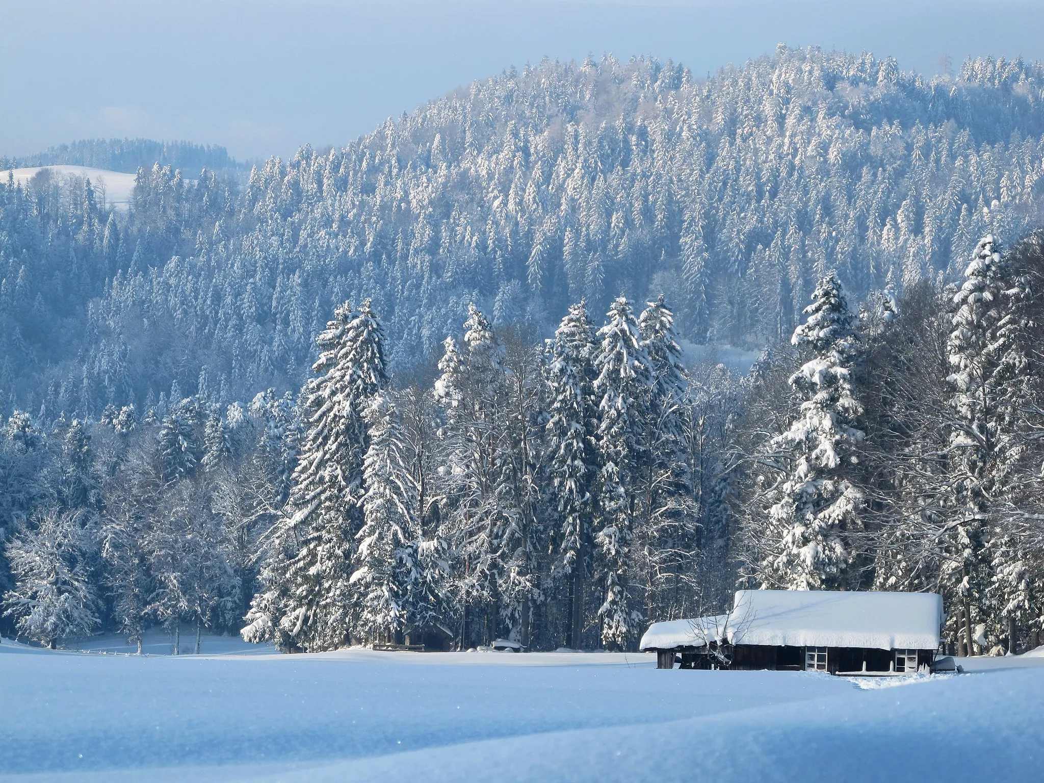 Photo showing: The Ruerwald in winter