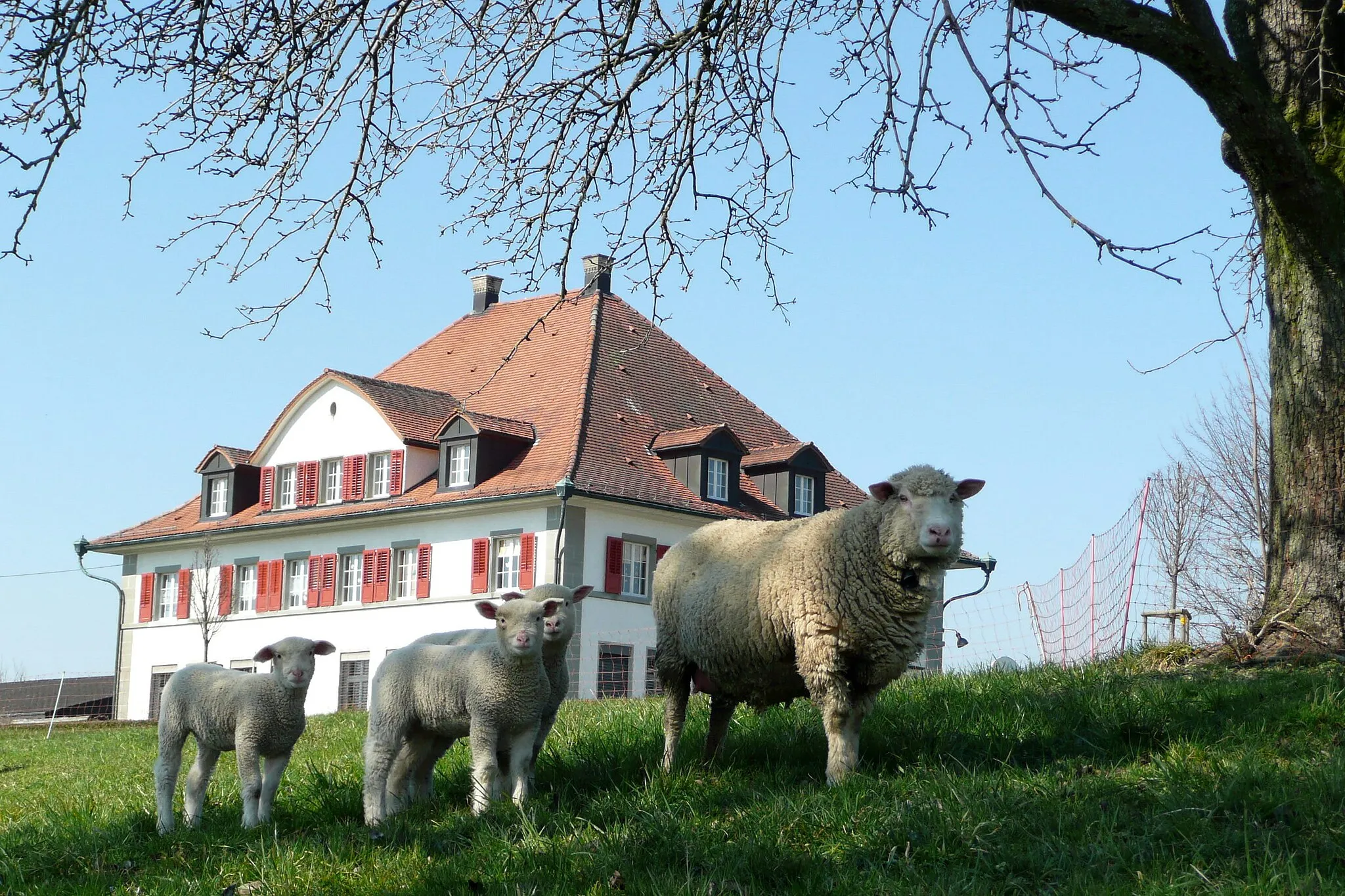 Photo showing: schoolhouse in Neukirch (Egnach), canton of Thurgau, Switzerland