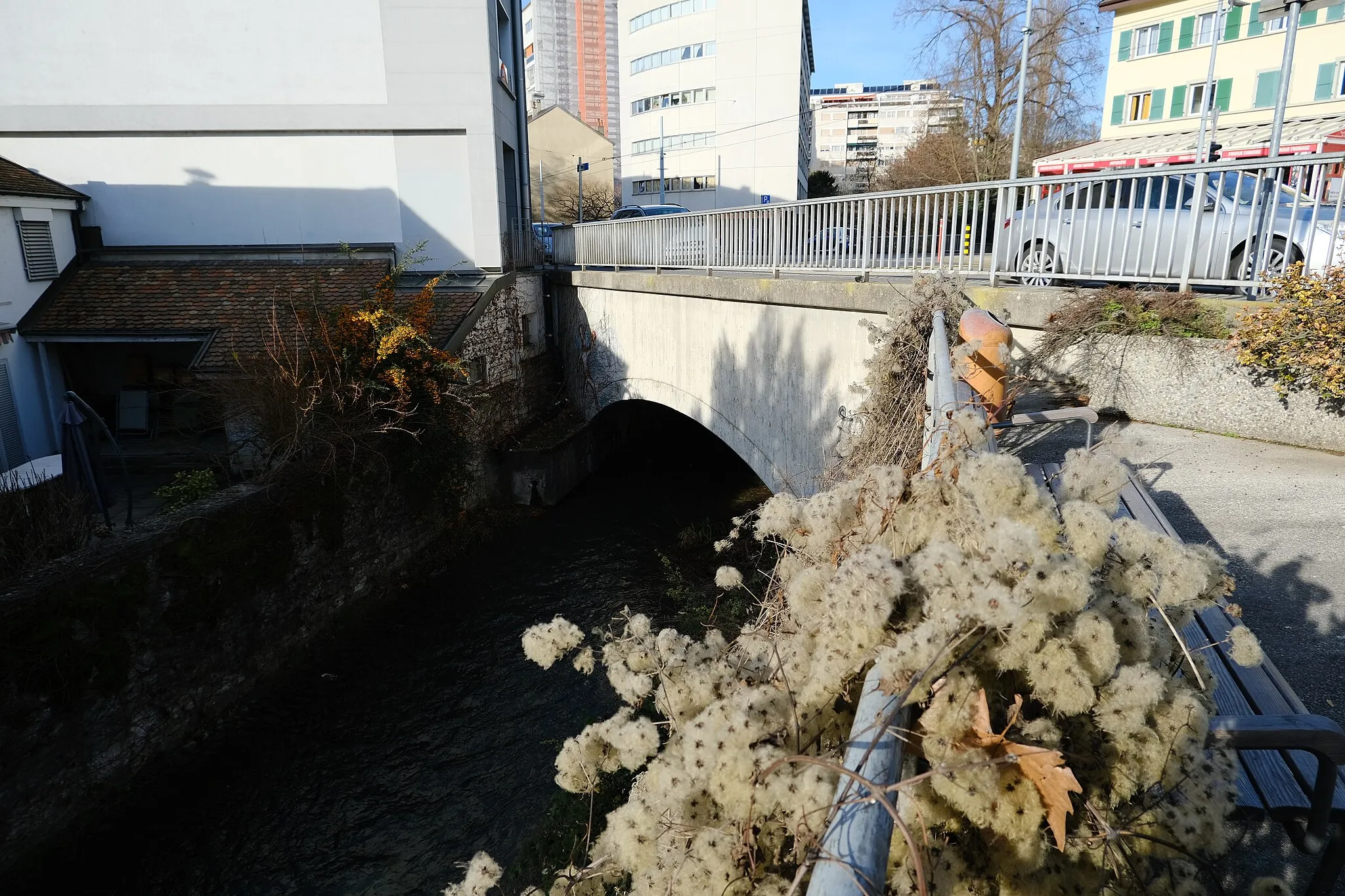 Photo showing: Clematis @ Chêne-Bourg