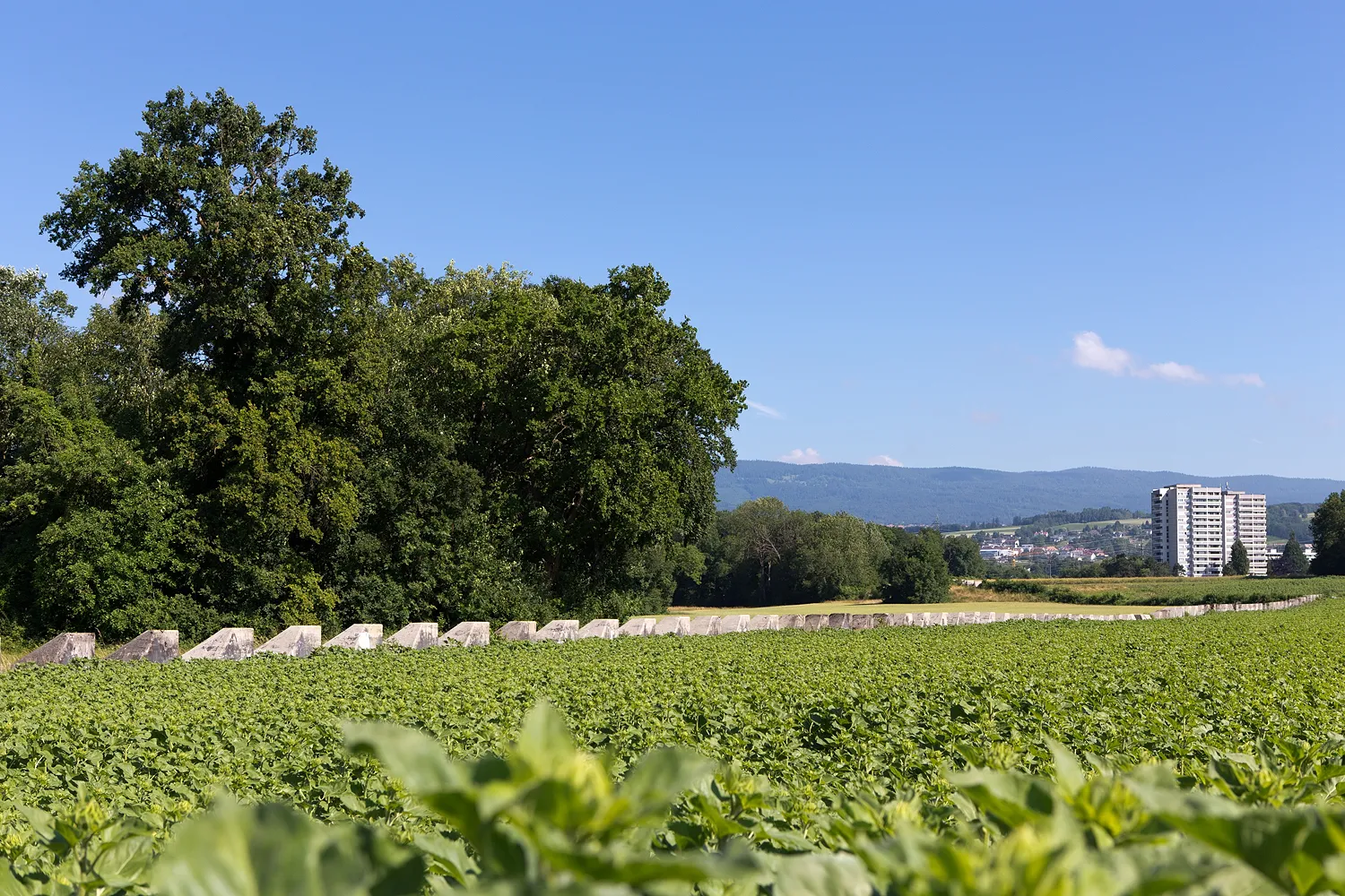 Photo showing: Sentier des Toblerones in Gland