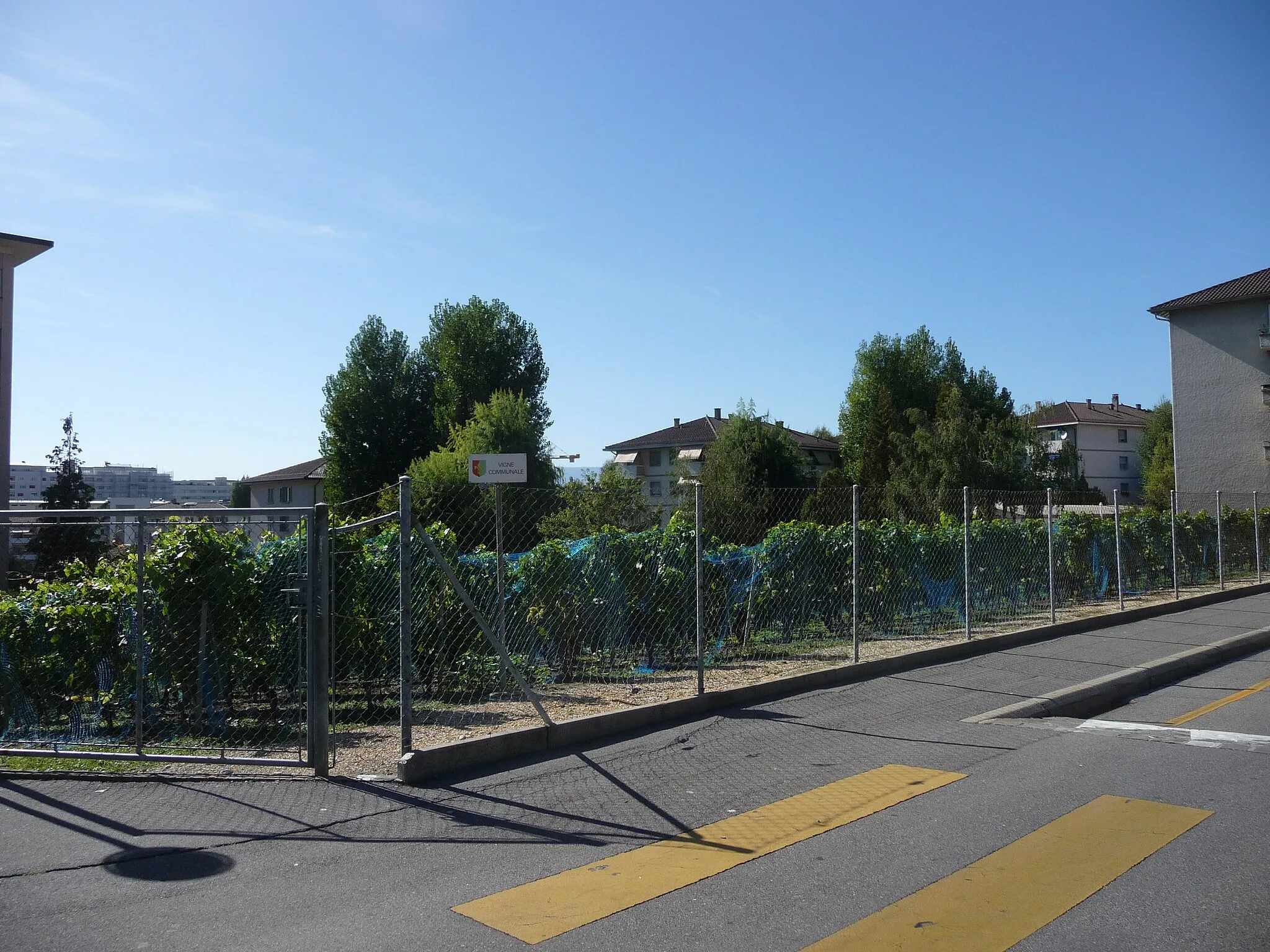 Photo showing: viticulture à Prilly.