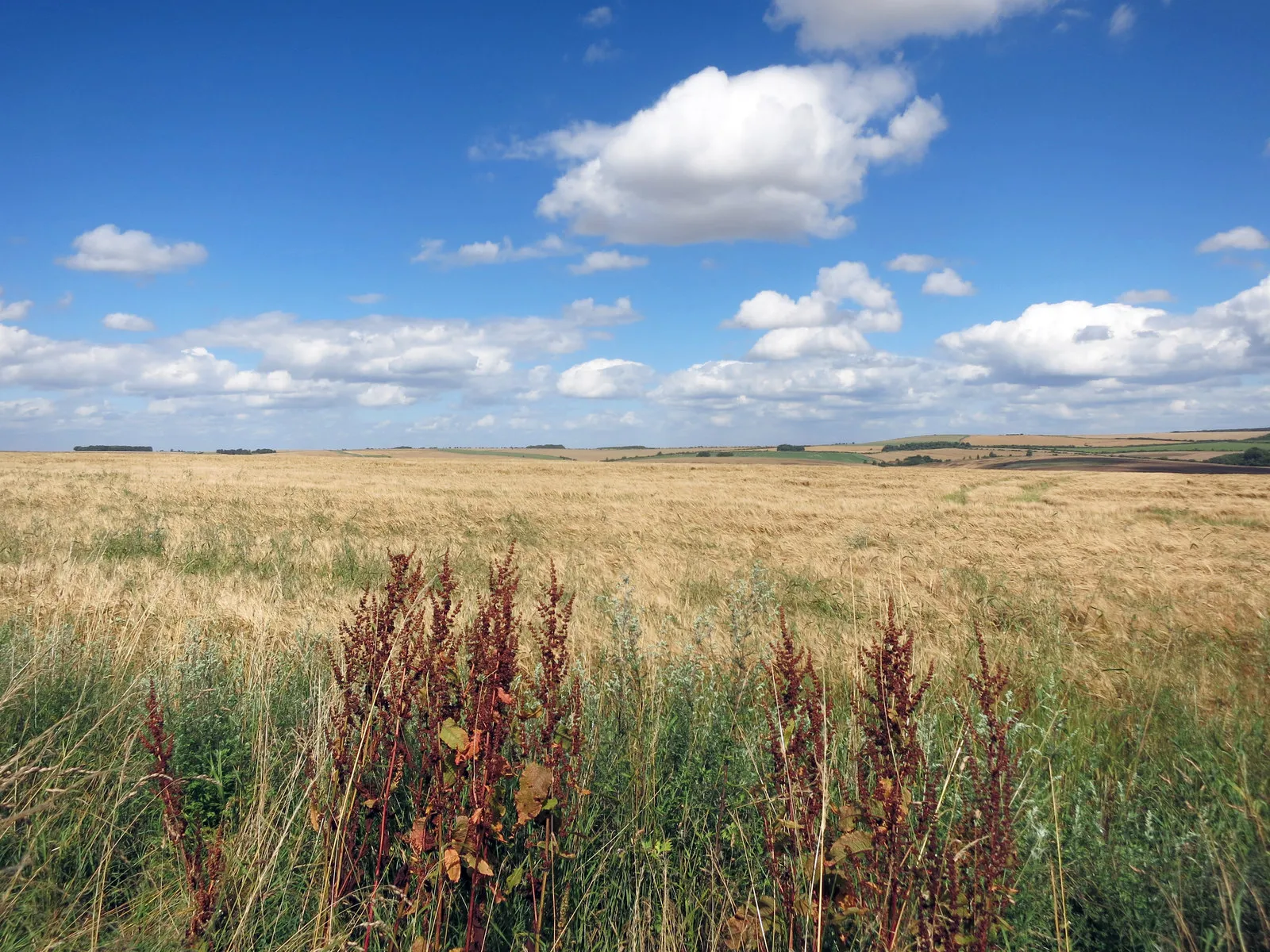 Photo showing: A Big Field of Barley