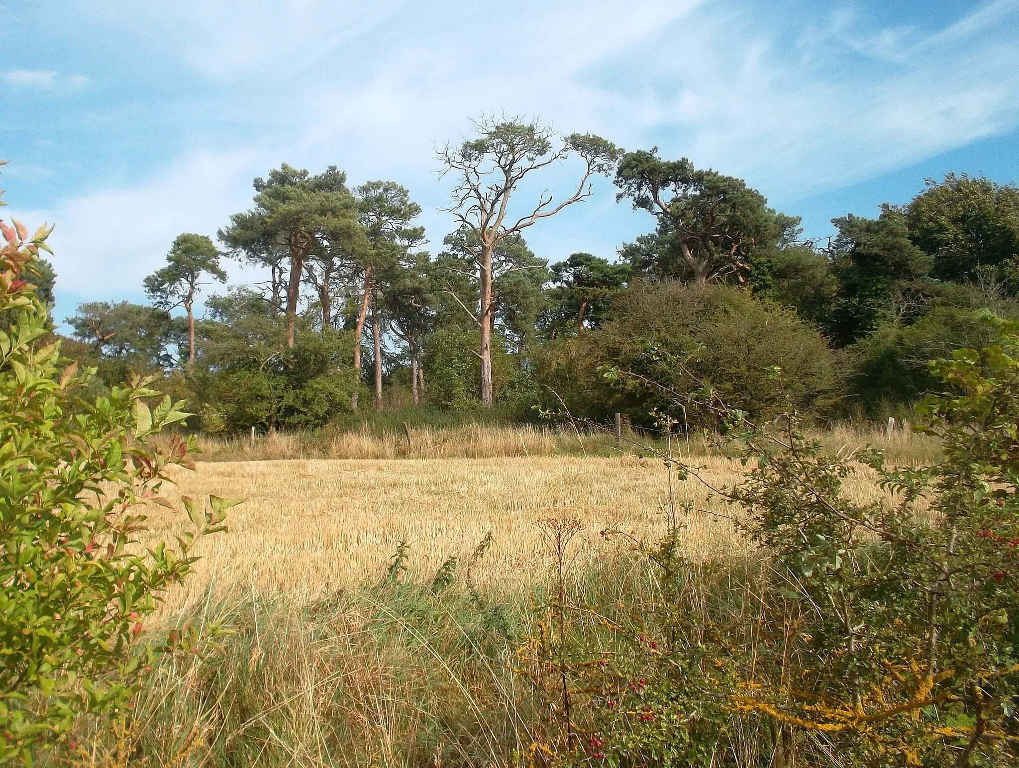 Photo showing: A Small Wood on Roden Downs