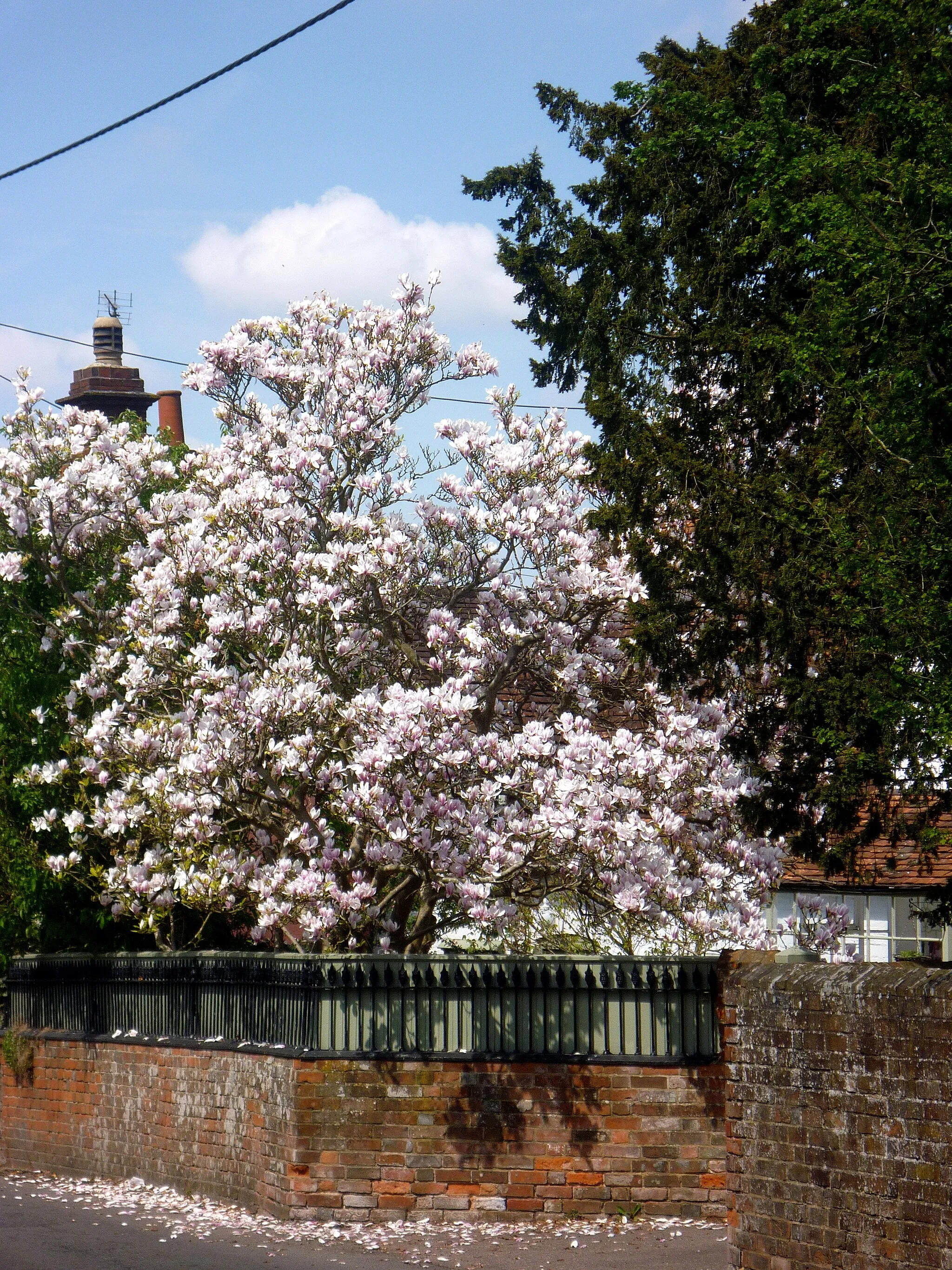 Photo showing: Magnolia in full bloom in Kintbury on 6th May 2013