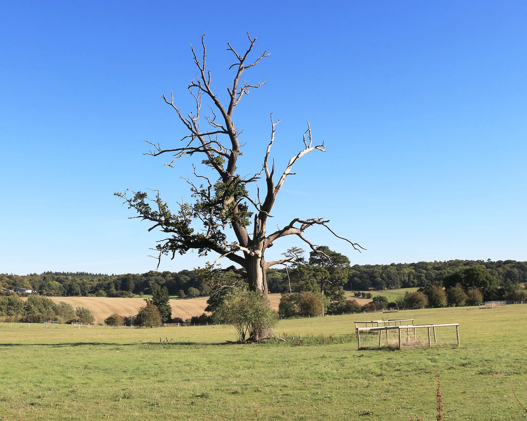 Photo showing: An unwell tree near Winterbourne