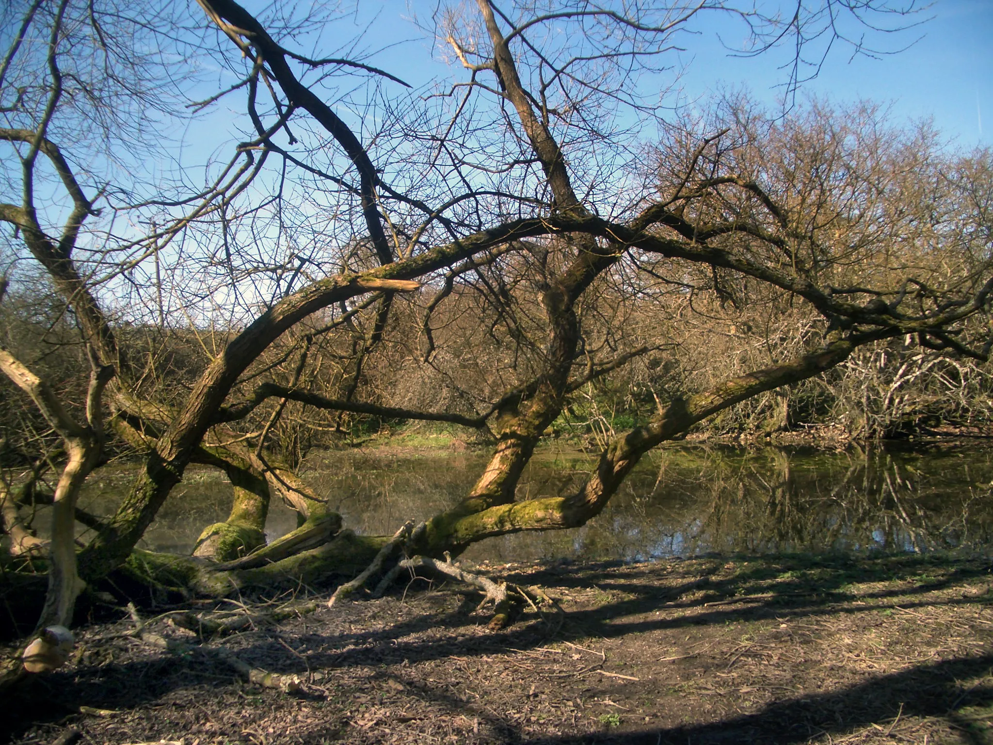 Photo showing: Branches beside the Winterbourne A tangle of branches beside what is usually a footpath, but is now quite a healthy stream.
The wooded area here is a bit bigger than is marked on the map.