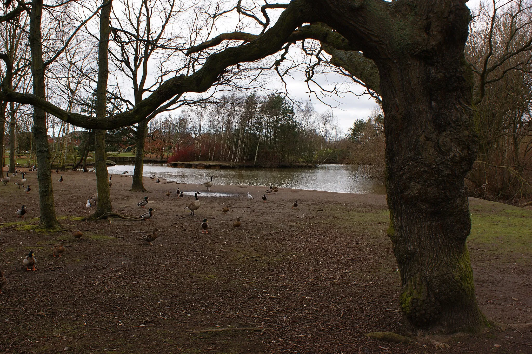 Photo showing: A duck pond