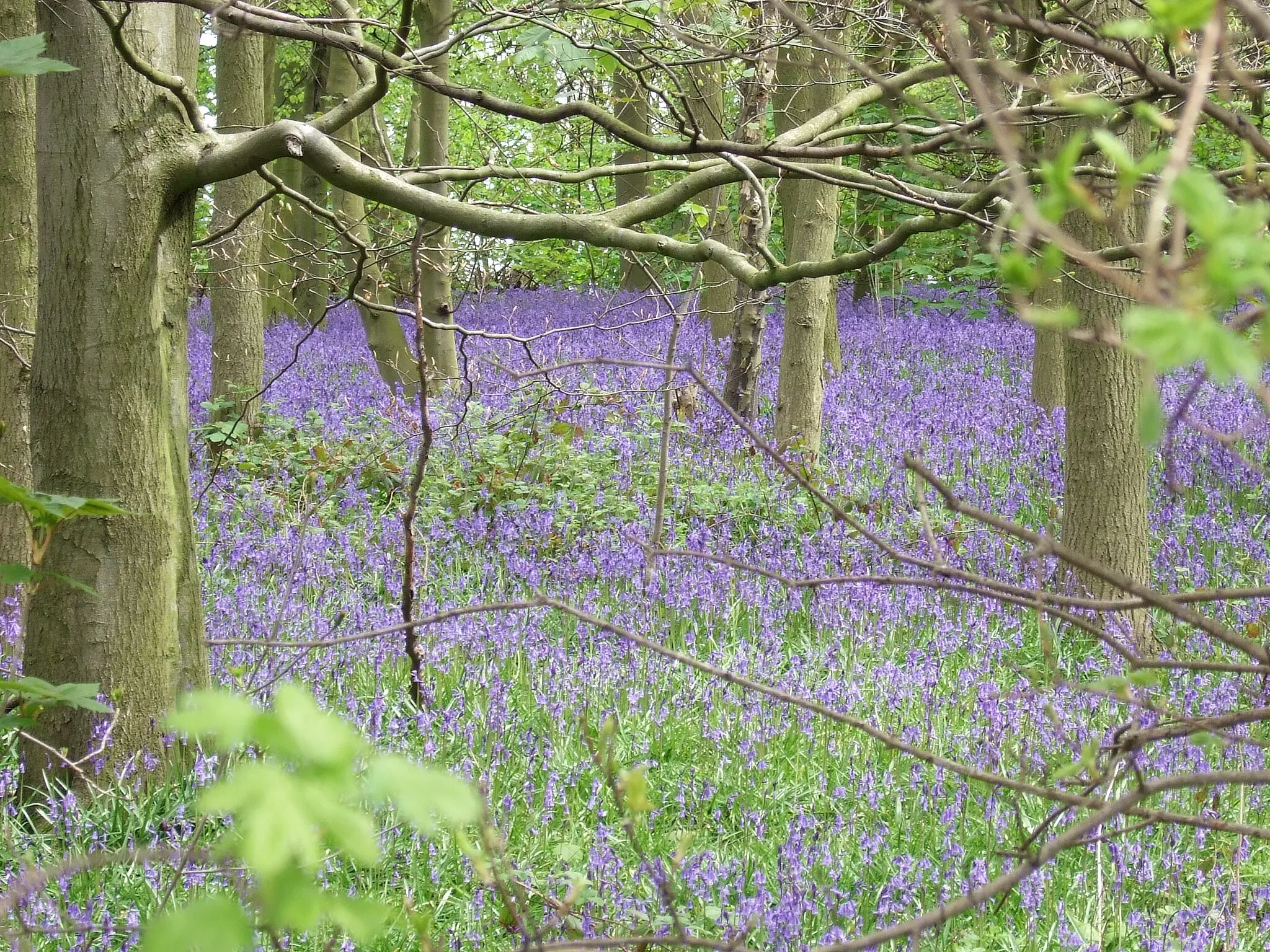 Photo showing: Bluebells in Colonel's Covert, East Leake, South Nottinghamshire, England. coord. 52.81459N 1.18986W