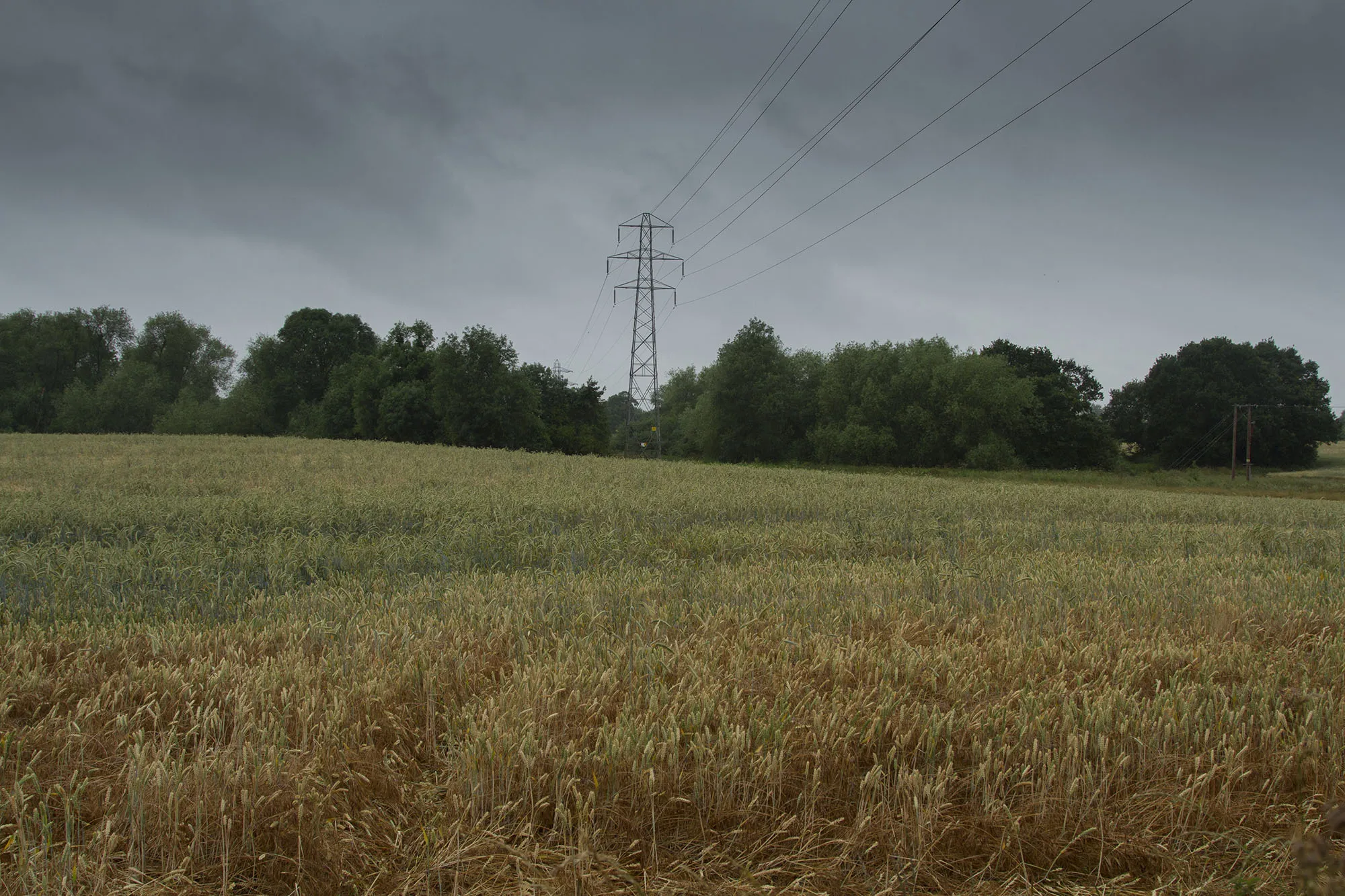 Photo showing: A wheat field