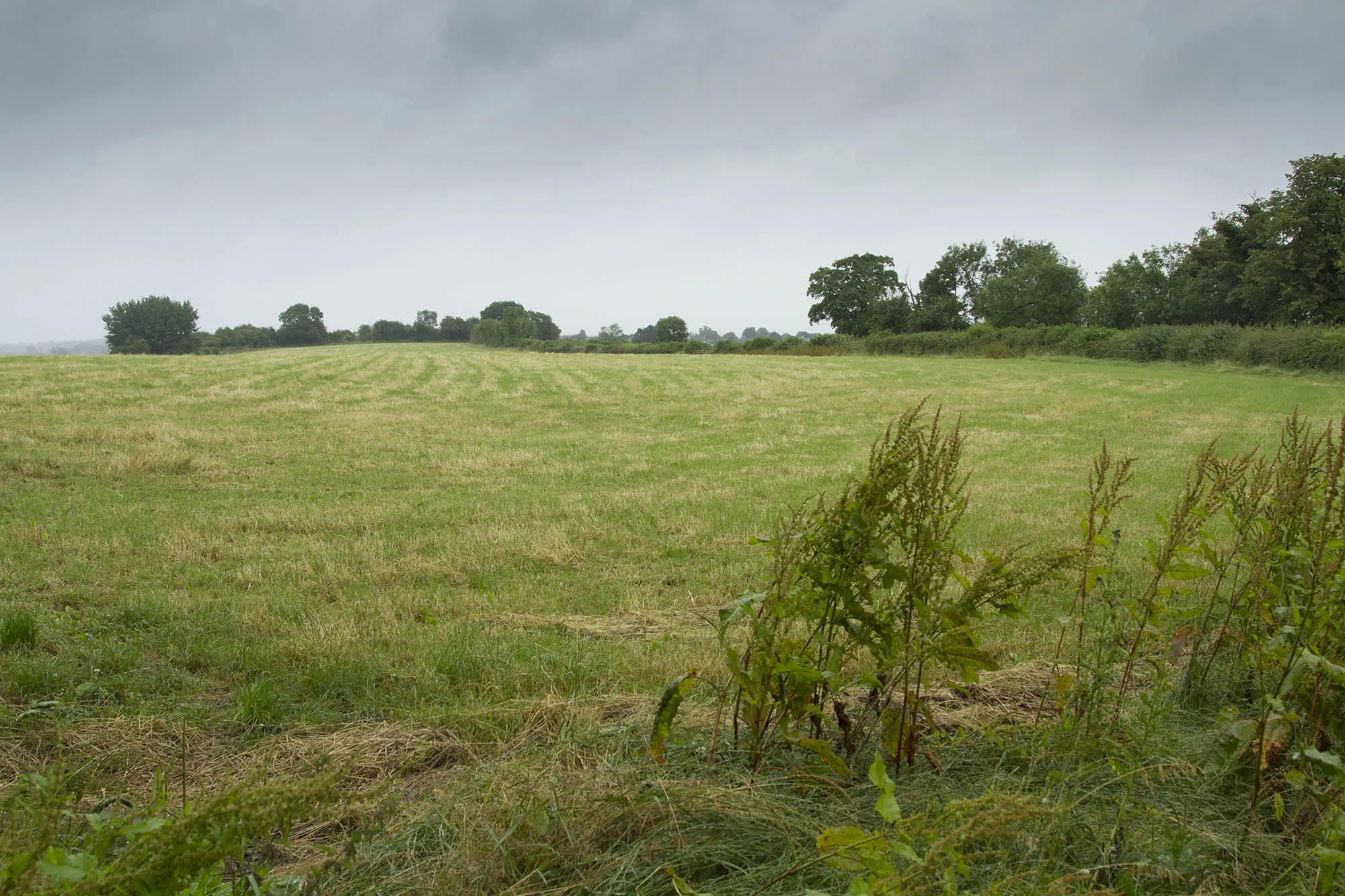 Photo showing: A field cut for silage