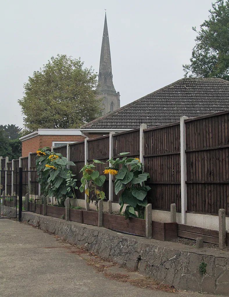 Photo showing: Gedling: spire and sunflowers