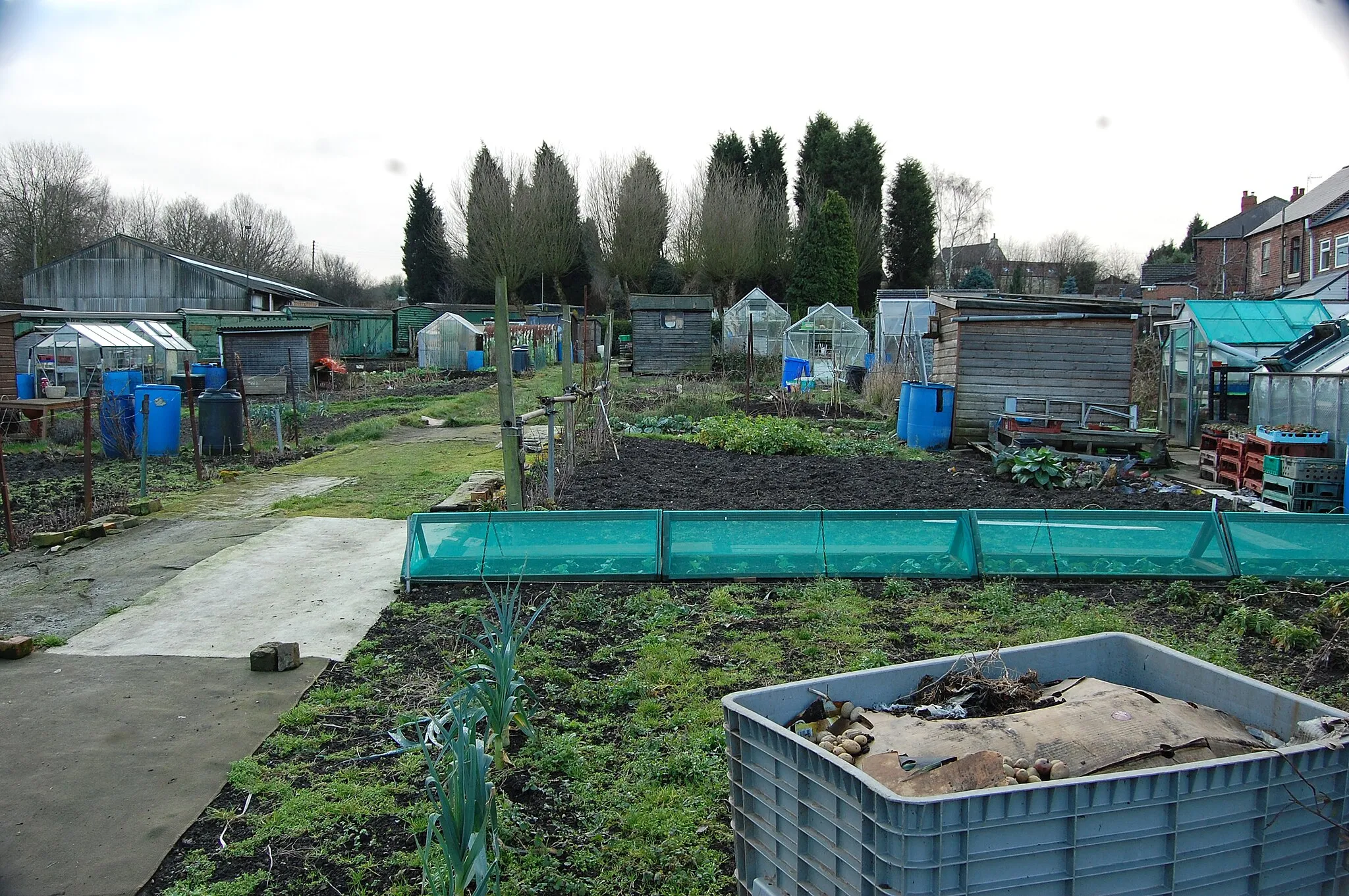Photo showing: Allotments to the rear of Station Road