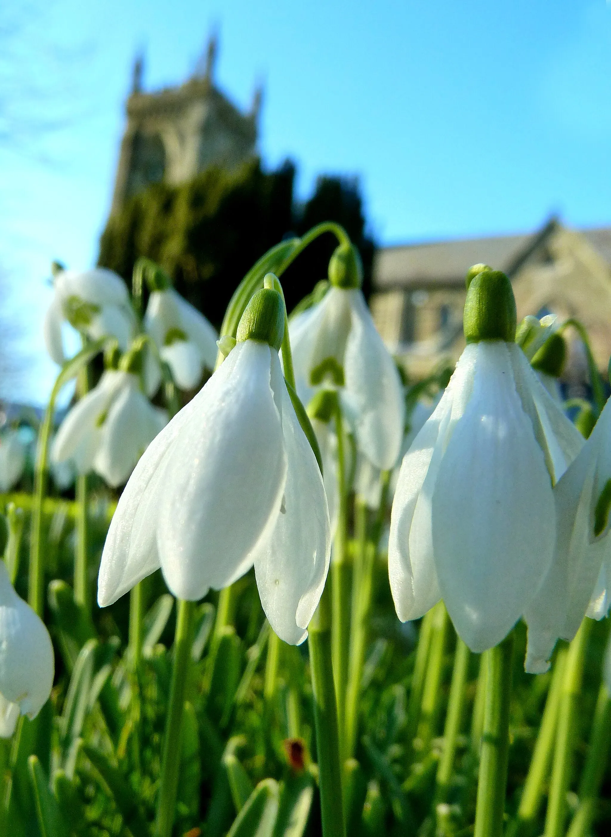 Photo showing: Snowdrop Festival, Shaftesbury