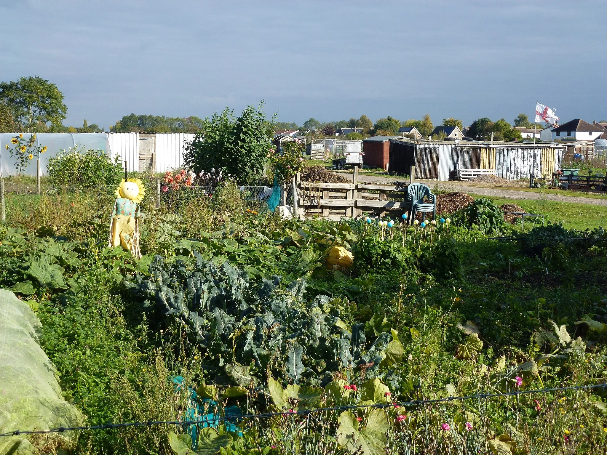 Photo showing: Allotments in Somersham