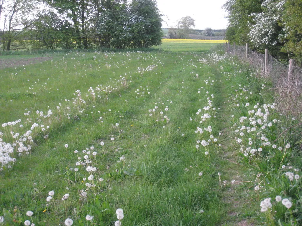 Photo showing: A good crop of dandelions
