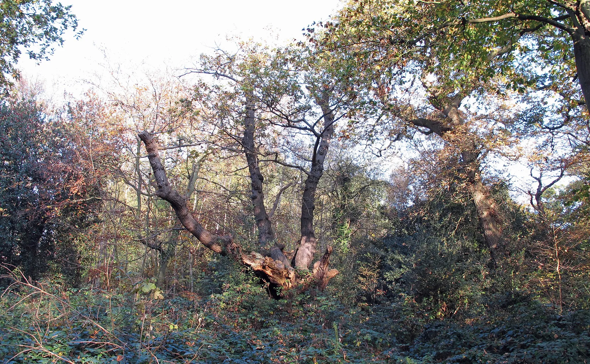 Photo showing: Pulpit Oak