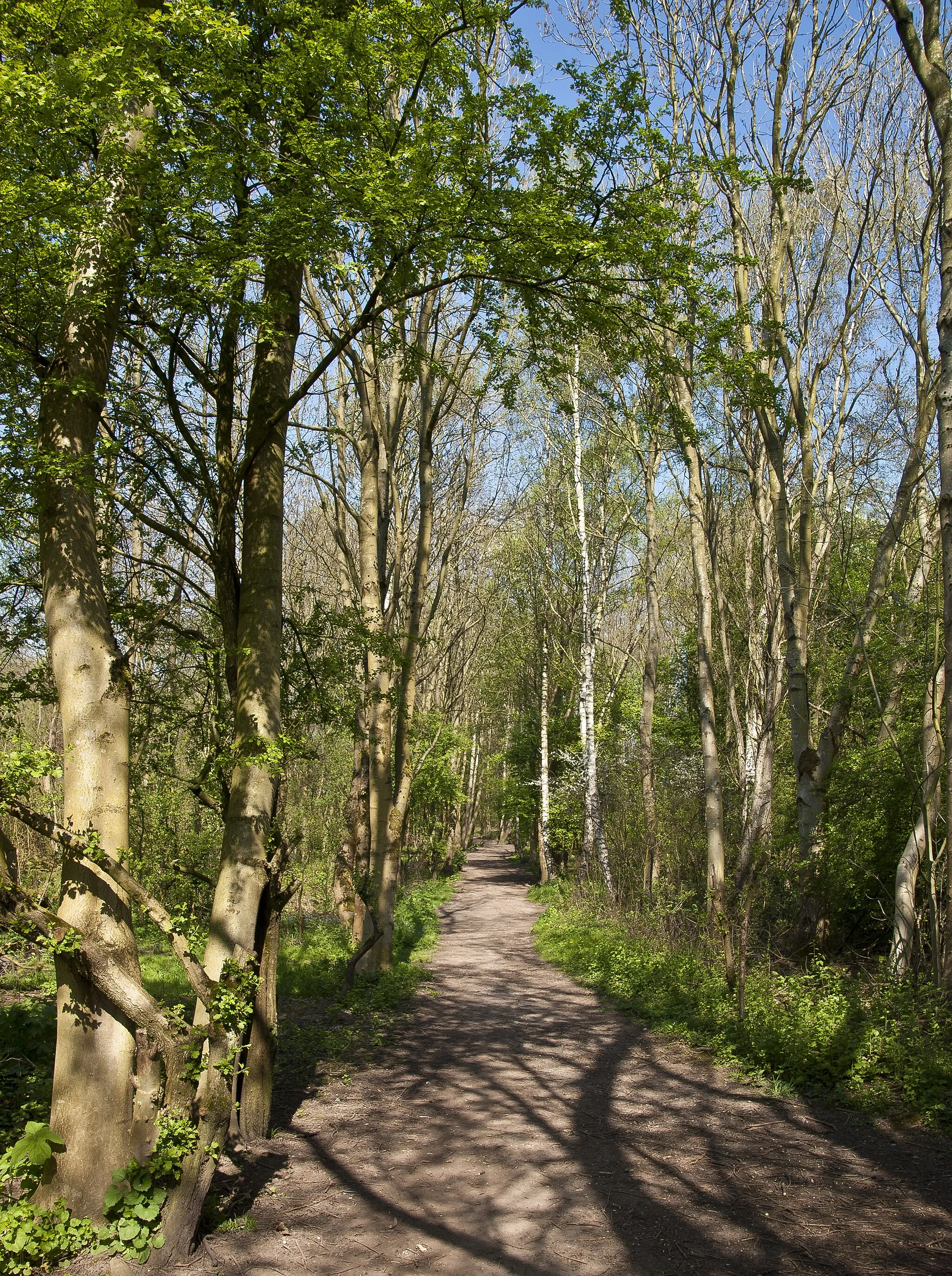 Photo showing: A path in Chorlton Ees and Ivy Green Nature Reserve
