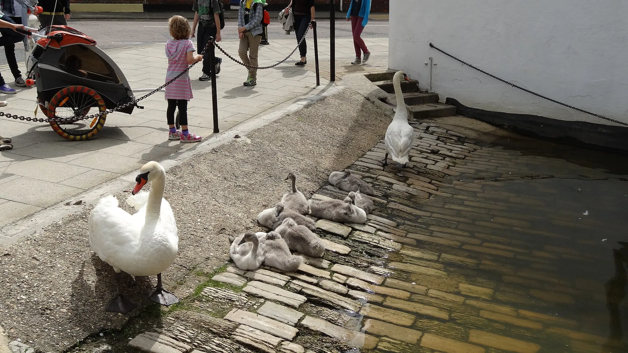 Photo showing: A Mute swan family at Newport Quay, Newport, Isle of Wight in July 2012.