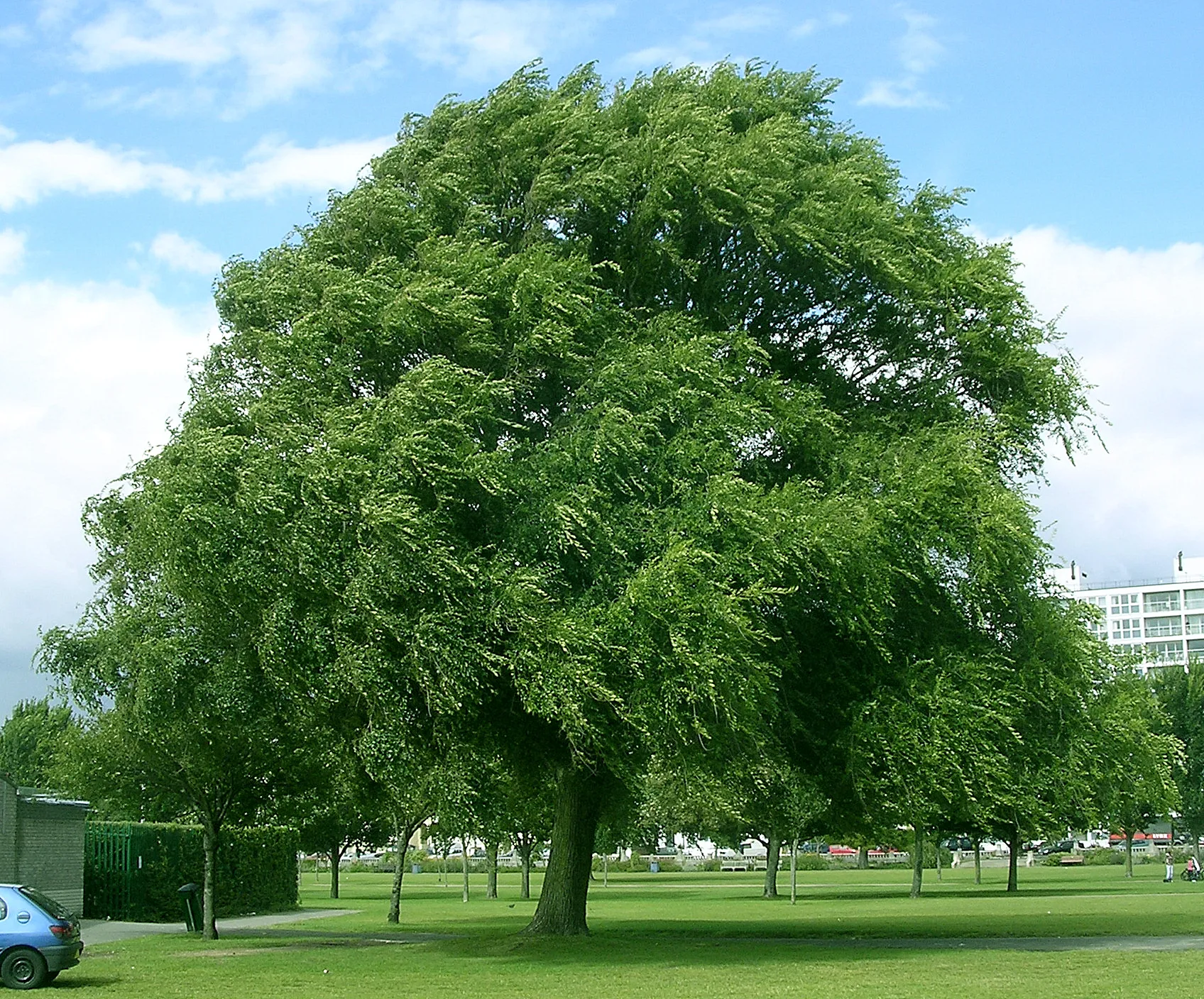 Photo showing: Ulmus 'Den Haag'; Photo taken by author, August 2007, Southsea Common, England.