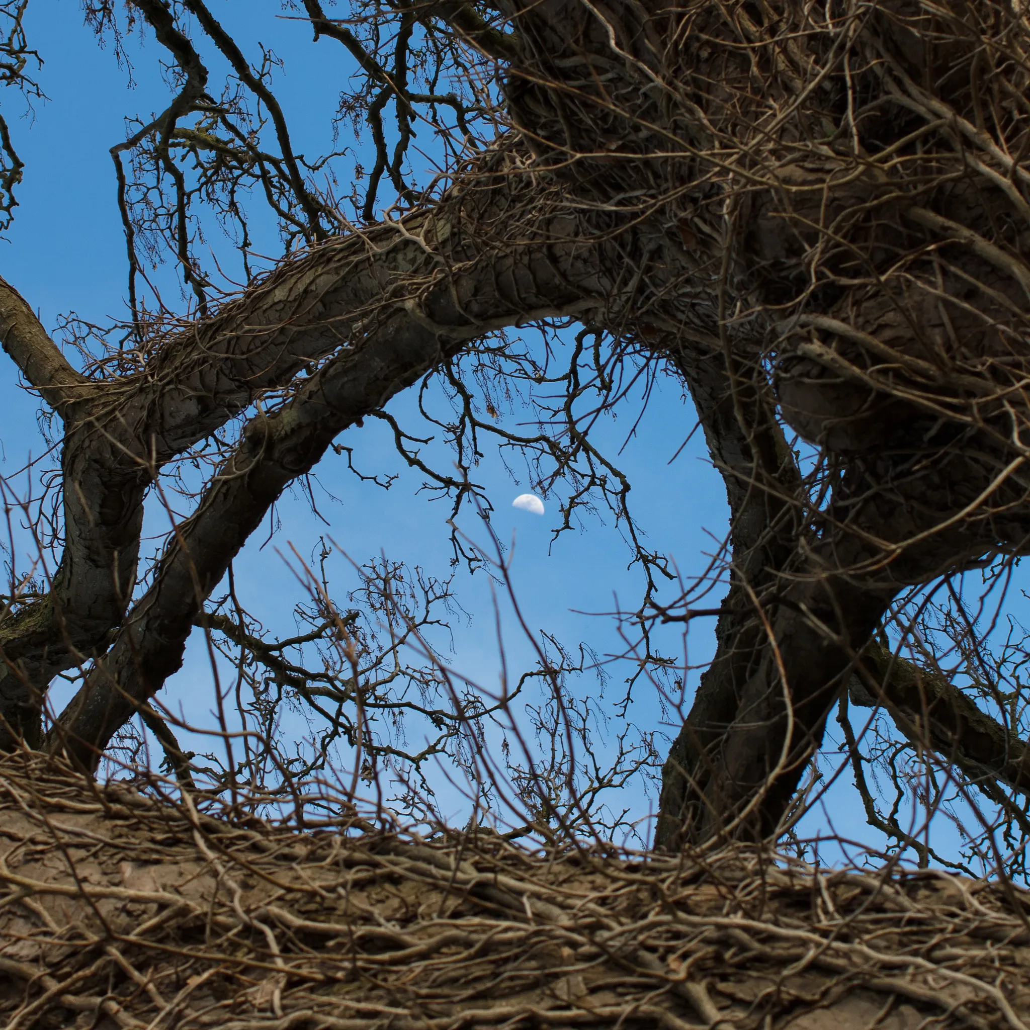 Photo showing: 500px provided description: A Distant Moon [#trees ,#sky ,#winter ,#nature ,#daytime ,#branches ,#moon ,#blue sky ,#outdoors]