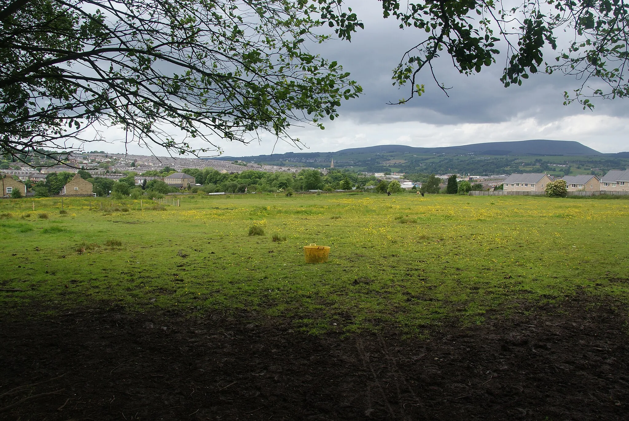 Photo showing: Grazing land in Nelson