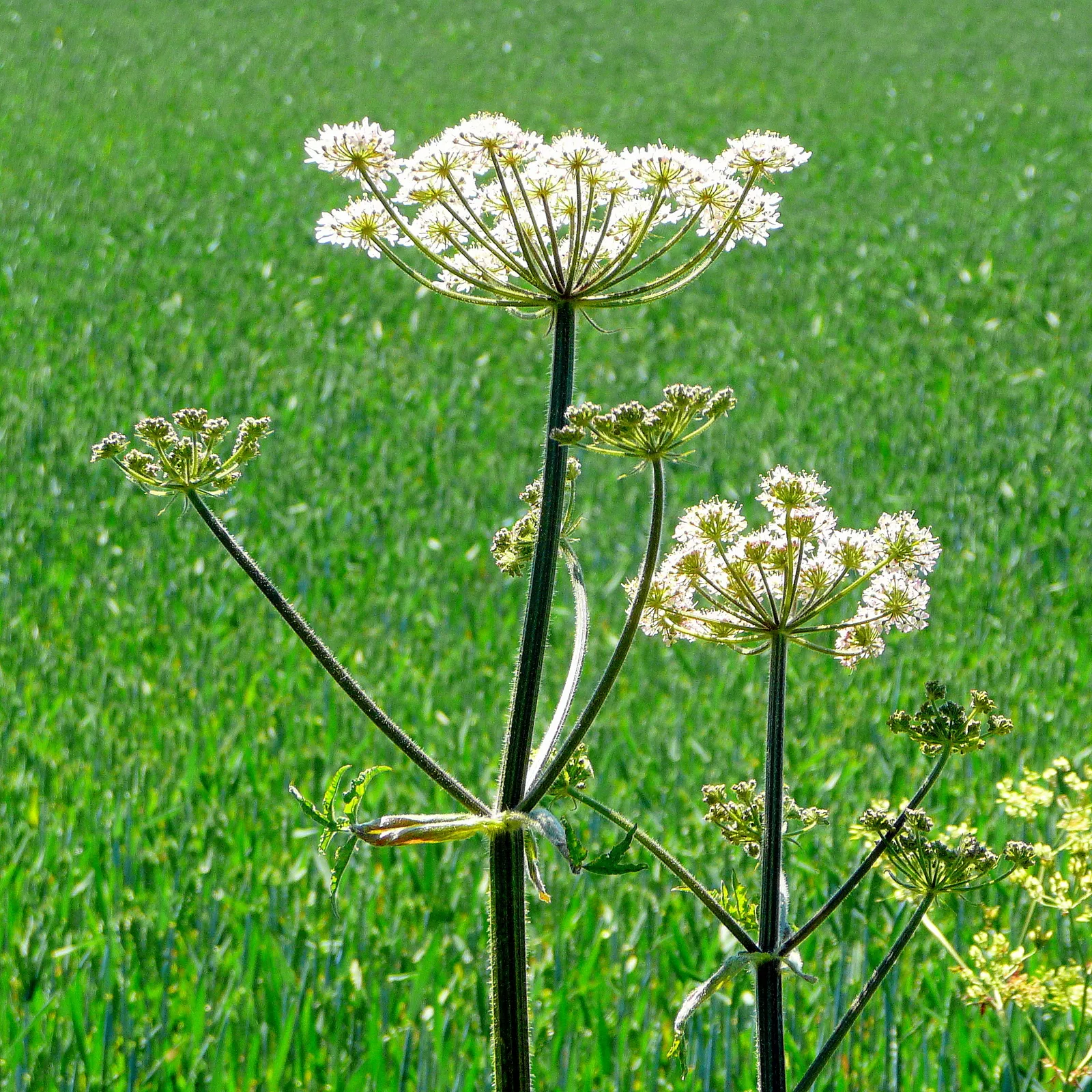 Photo showing: Anthriscus sylvestris, cow parsley
