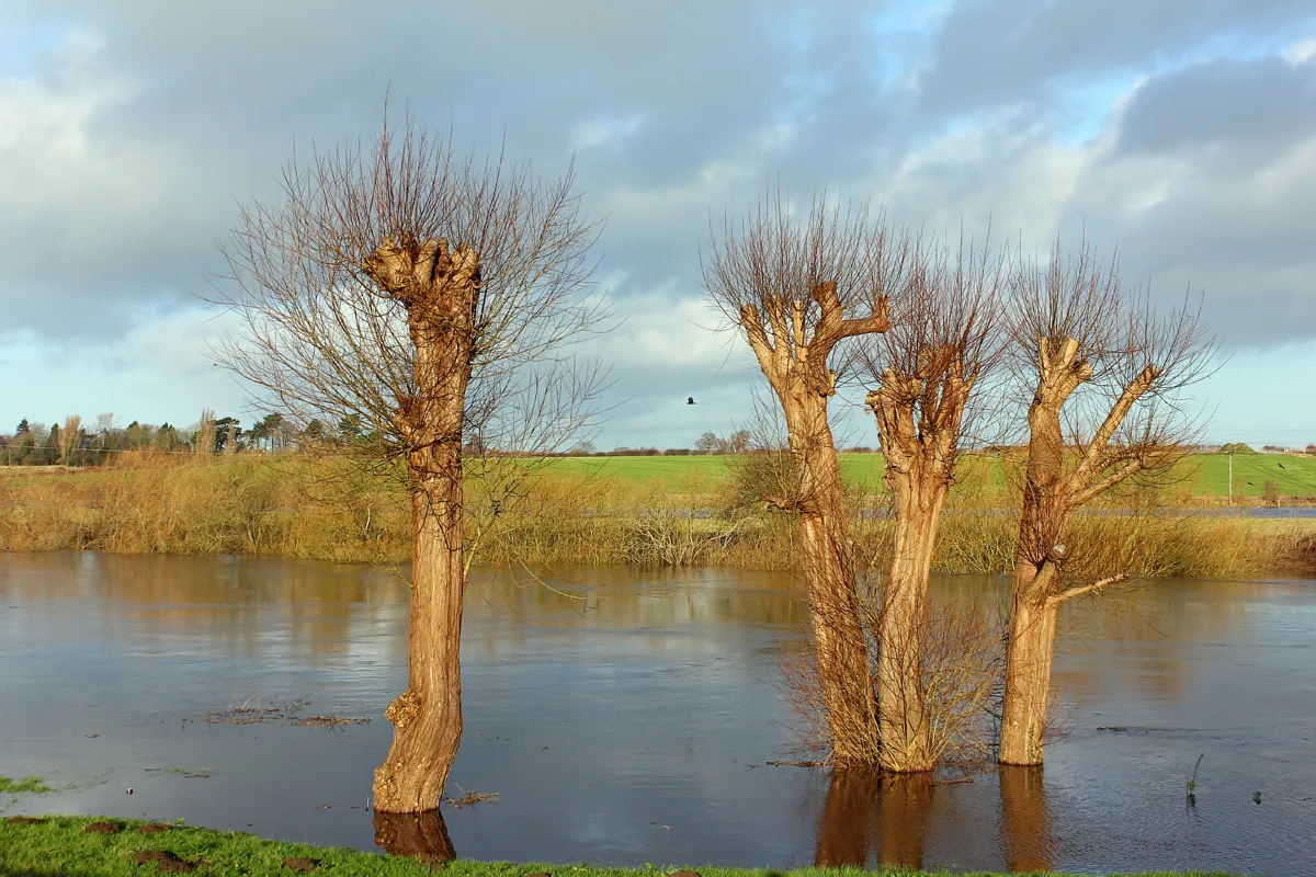 Photo showing: River Ouse, Nether Poppleton