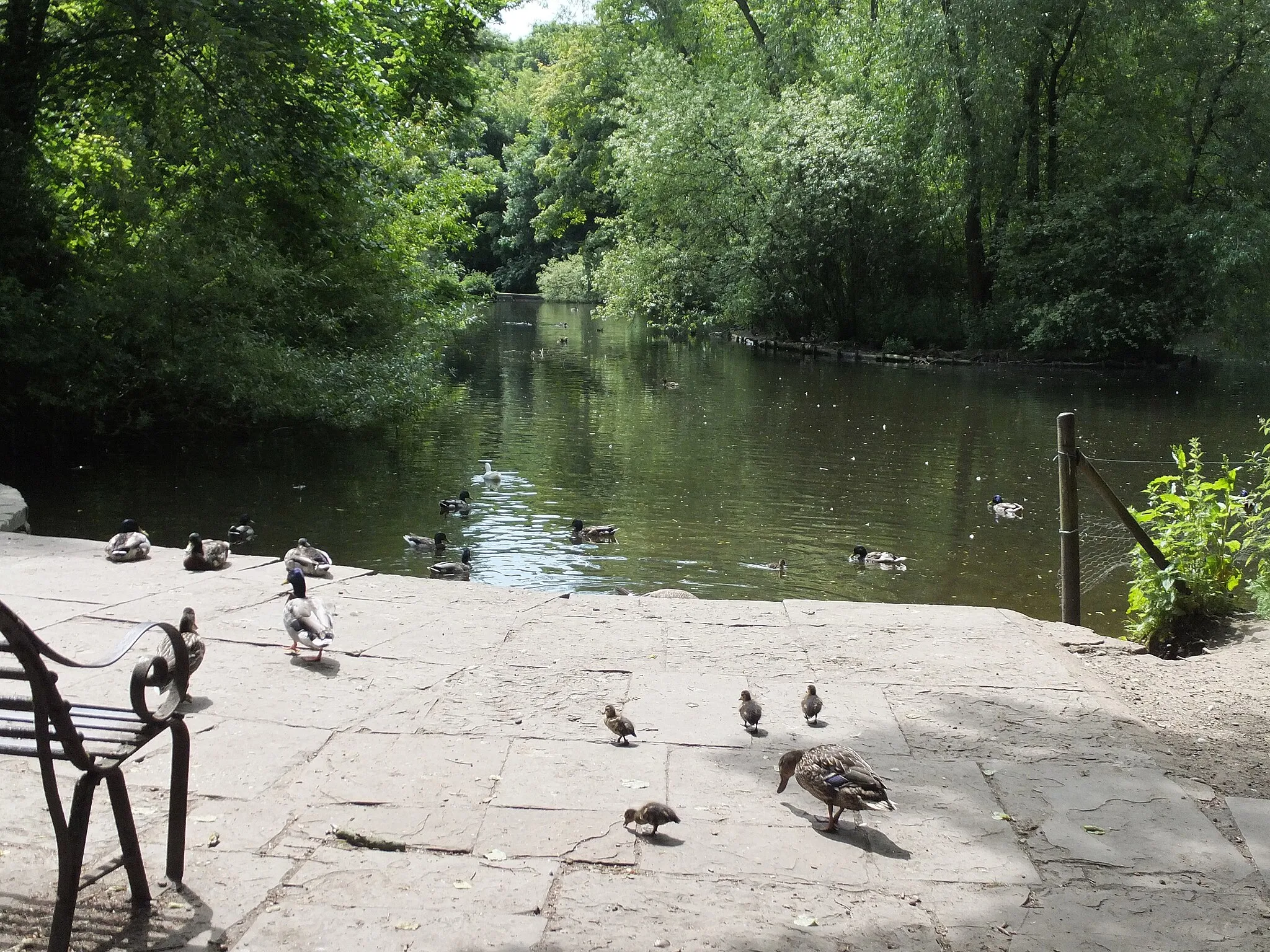 Photo showing: Ducks and ducklings, Thornton-le-Dale