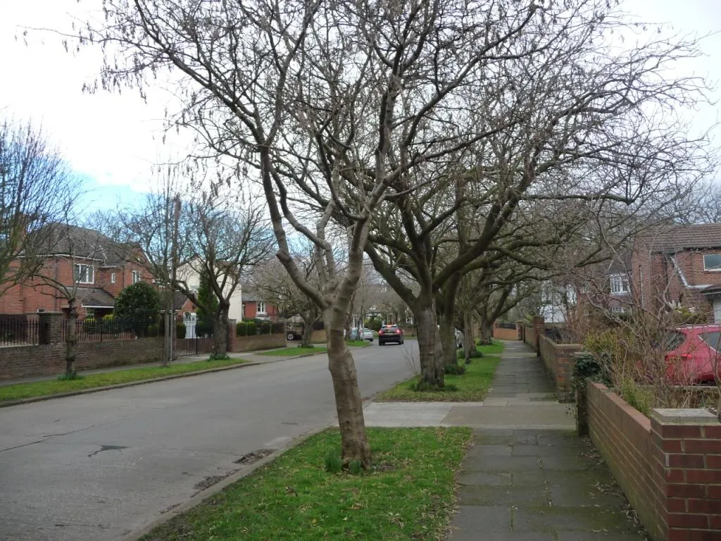 Photo showing: Trees along the east side of Gordon Drive