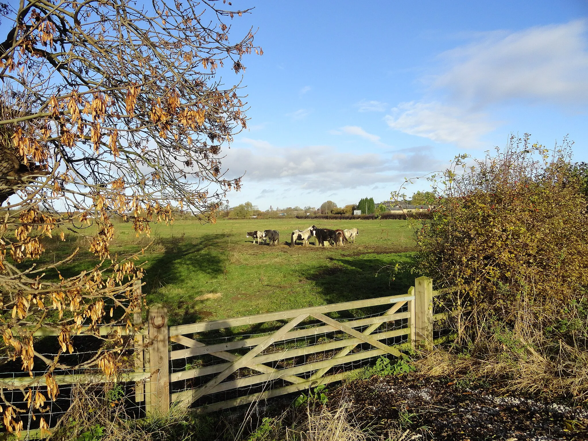 Photo showing: Horses at Lamesley