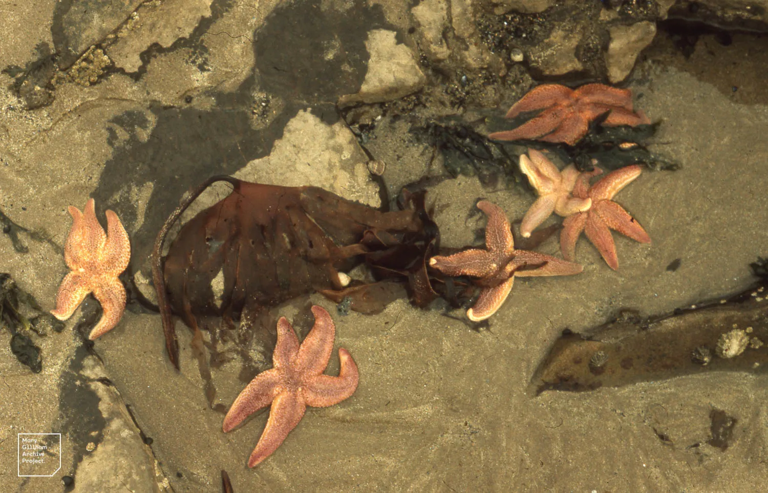 Photo showing: Starfish and Laminaria hyperborea. Seahouses. Northumberland