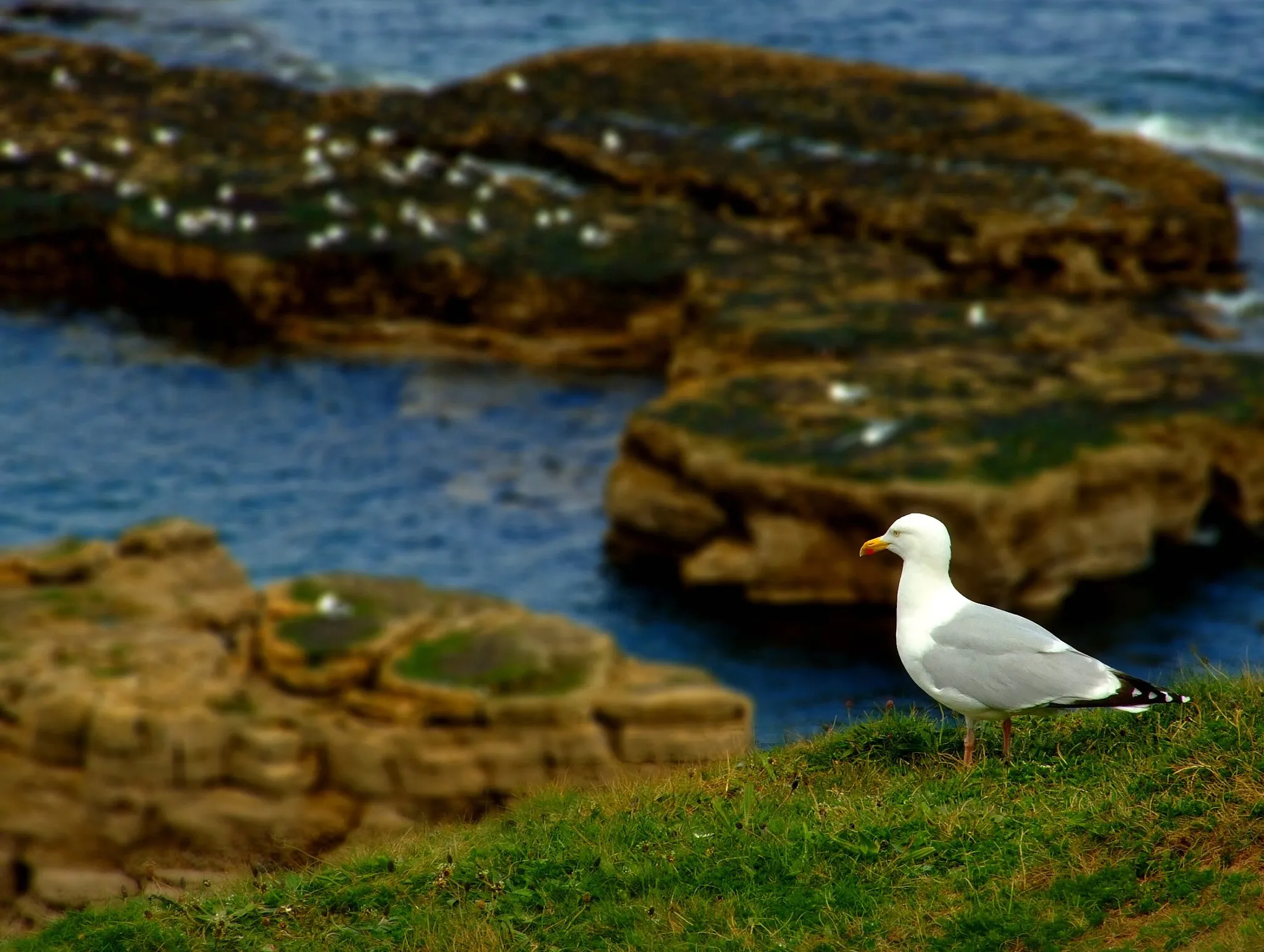 Photo showing: Picture of gull taken on the cliffs between Whitburn and Marsden