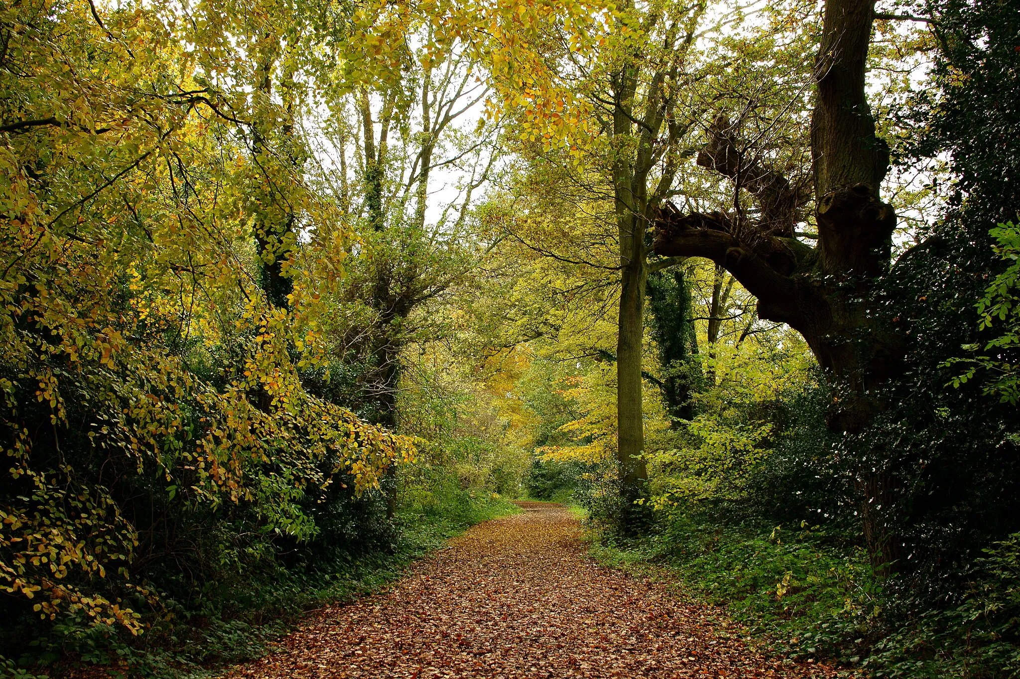 Photo showing: Permissive Ride on Kenley Common, Surrey