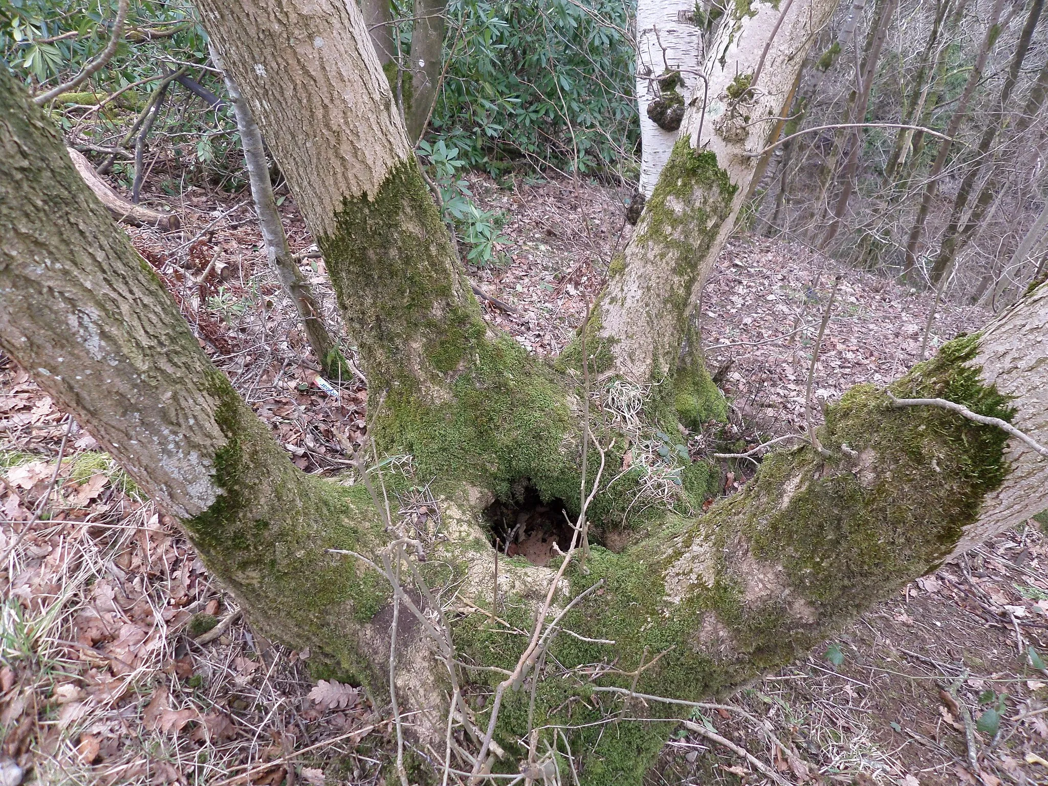 Photo showing: The coppiced bowl of an Ash (Fraxinus excelsior) at Catrine, River Ayr Way, South Ayrshire, Scotland.
