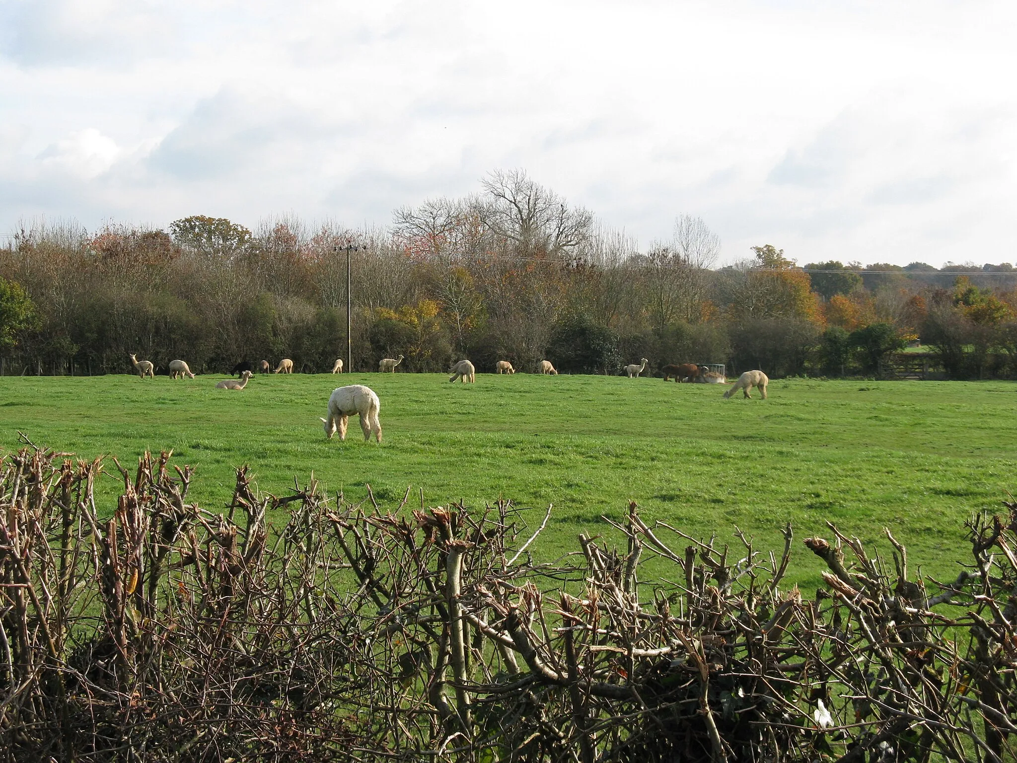 Photo showing: Alpacas at Bowford Farm