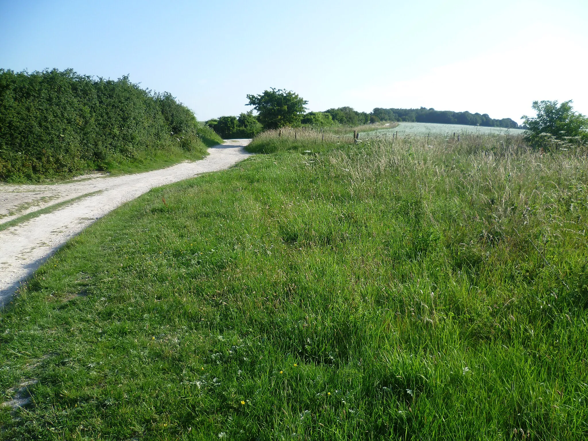 Photo showing: A summer's morning on the South Downs