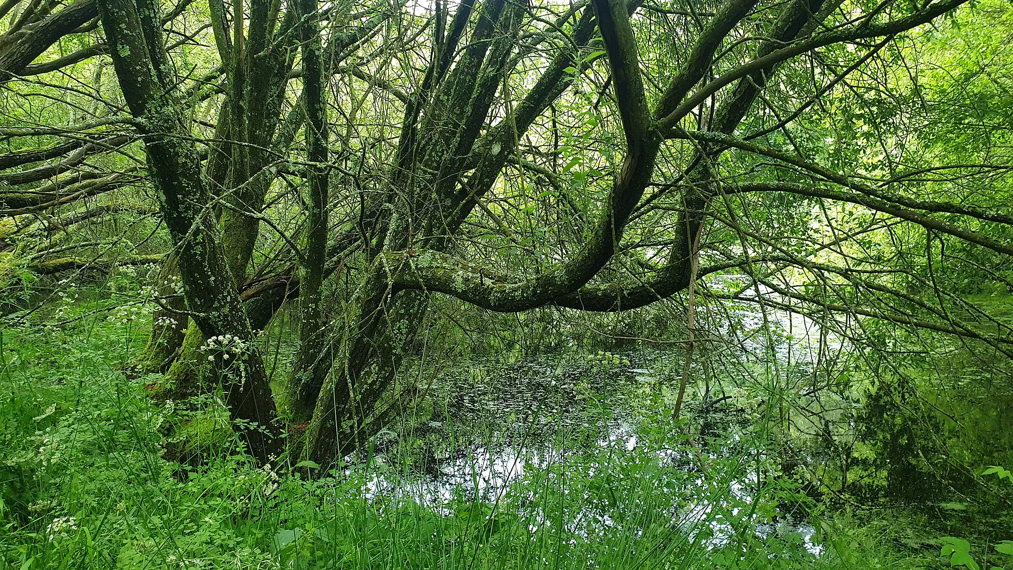 Photo showing: This is one of the ponds dug for brick-making in Broadmere Common. The ponds and surrounding area is now very botanically rich and supports a diverse range of wildlife