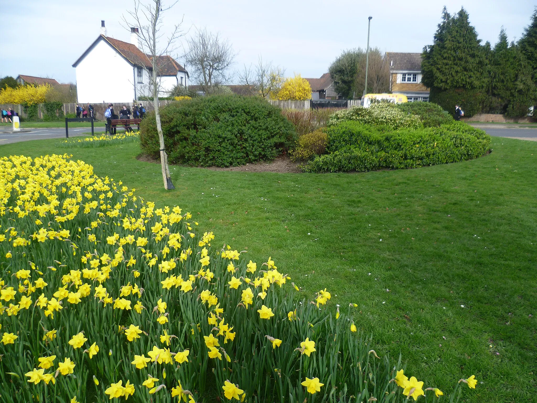 Photo showing: Daffodils at Hinchley Wood