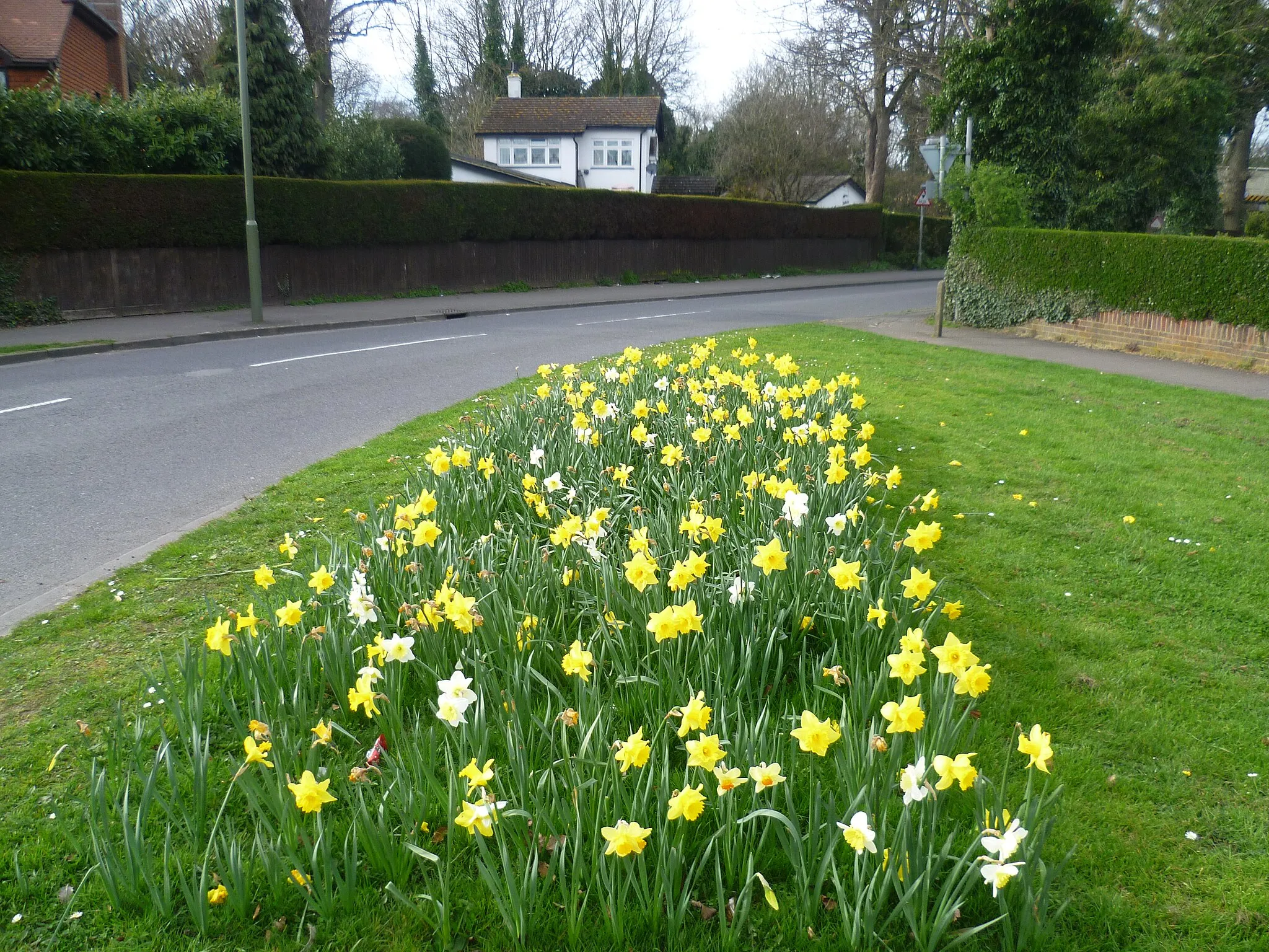 Photo showing: Daffodils next to Claygate Lane