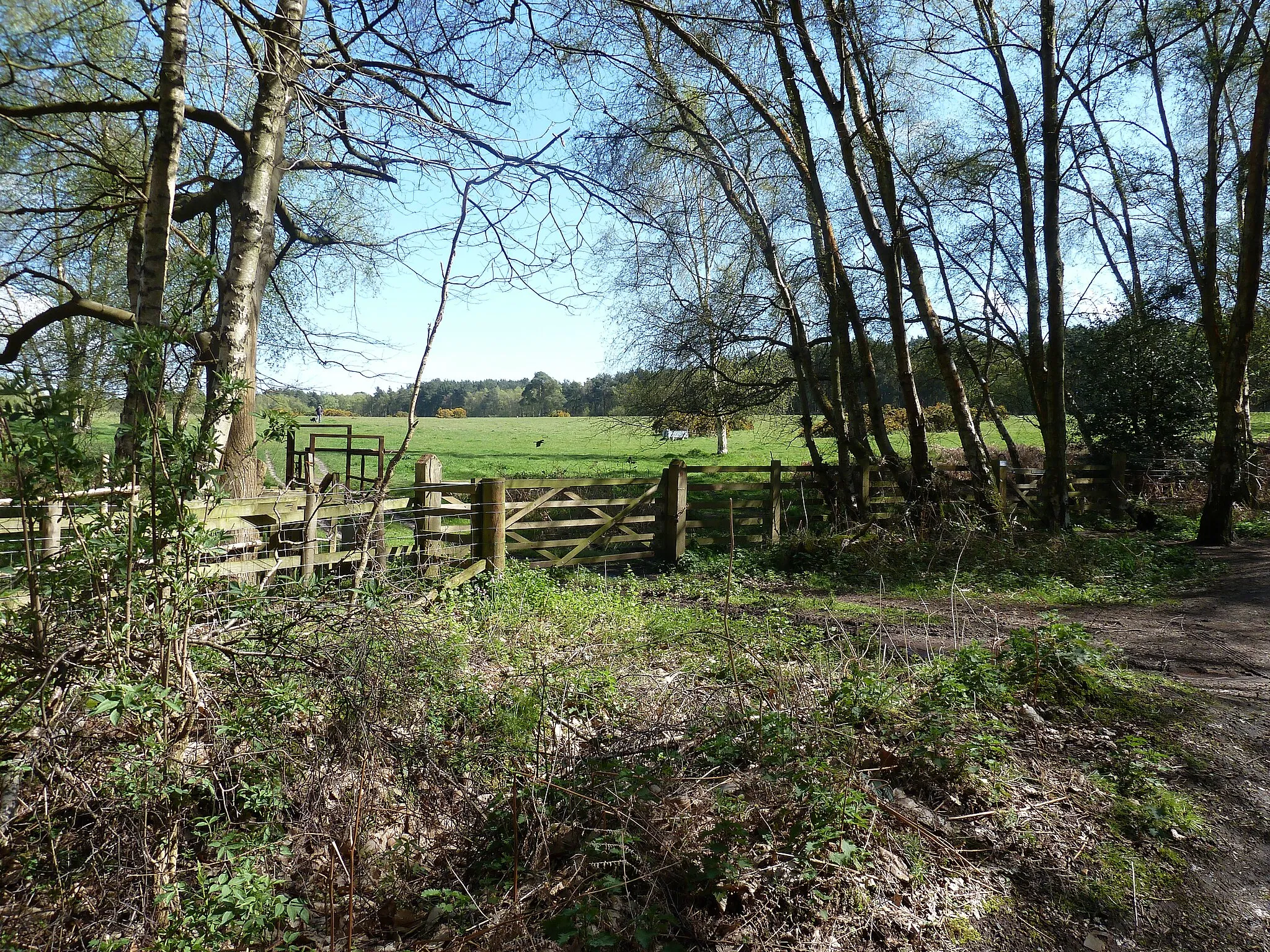 Photo showing: Chapel Common east of Rake