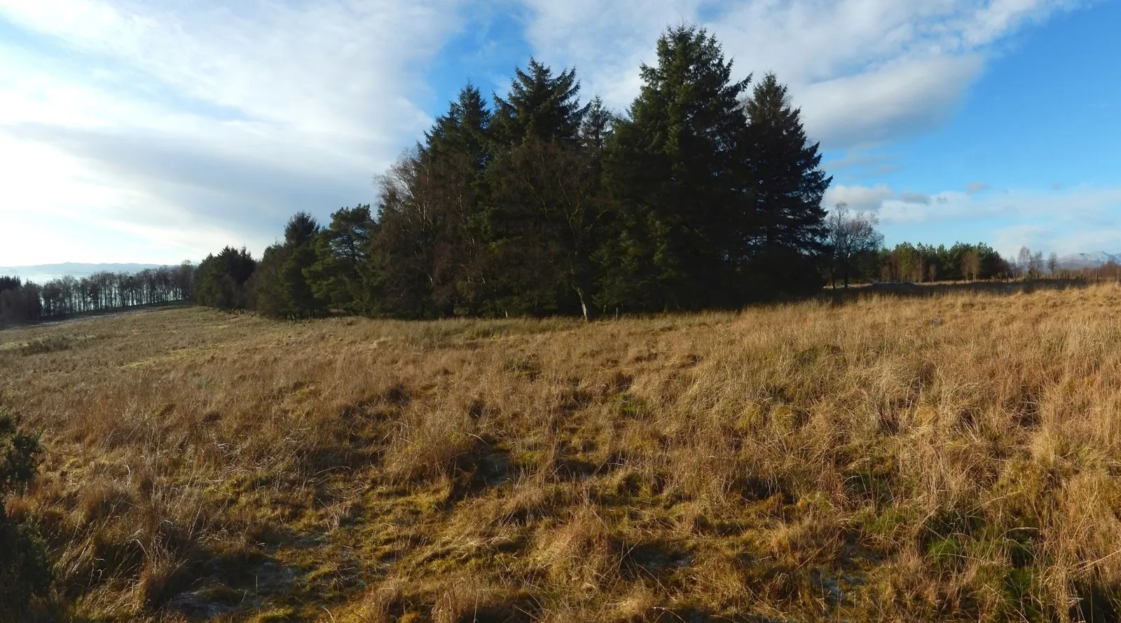 Photo showing: A strip of woodland