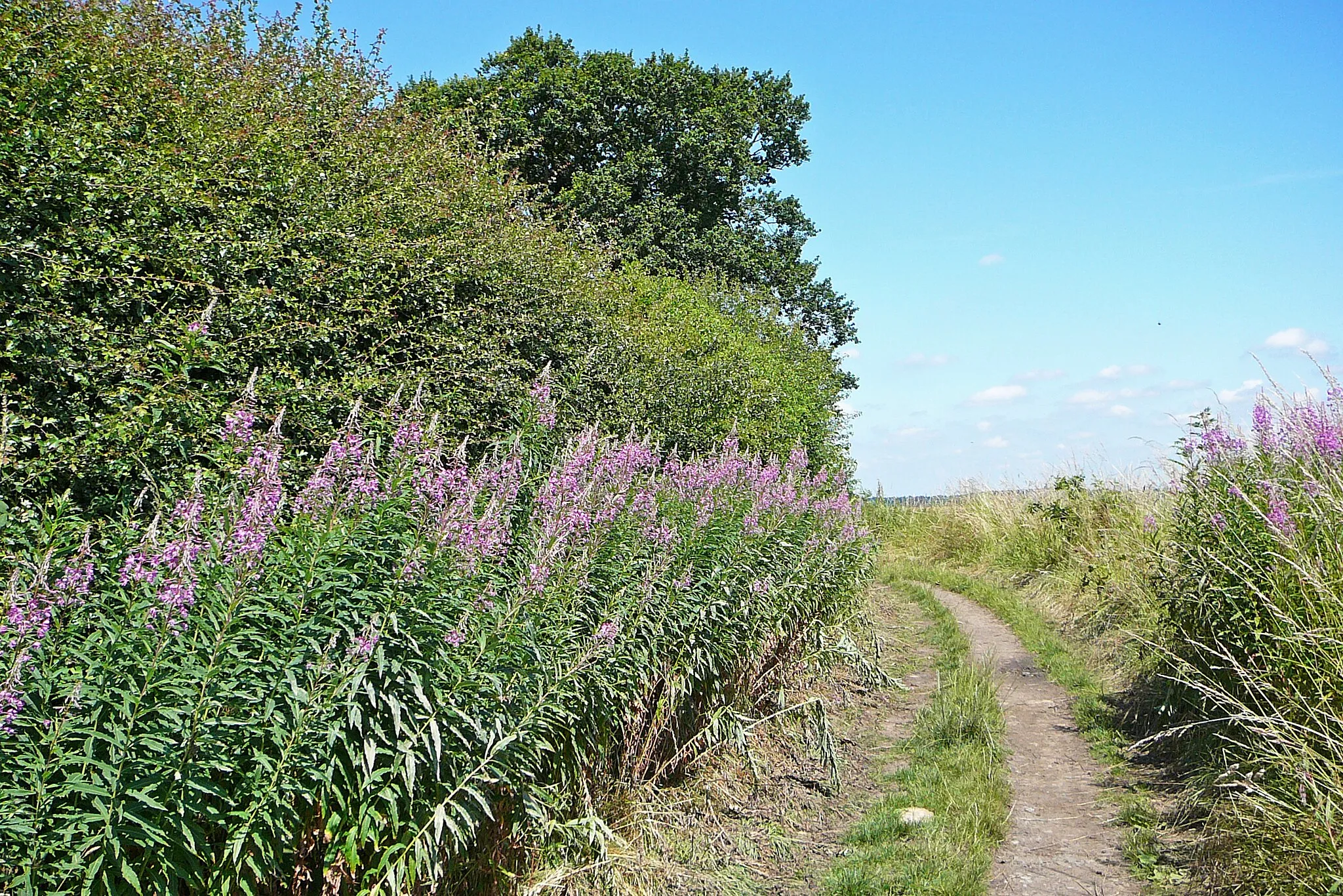 Photo showing: beside the lane between Scarcroft and Bardsey