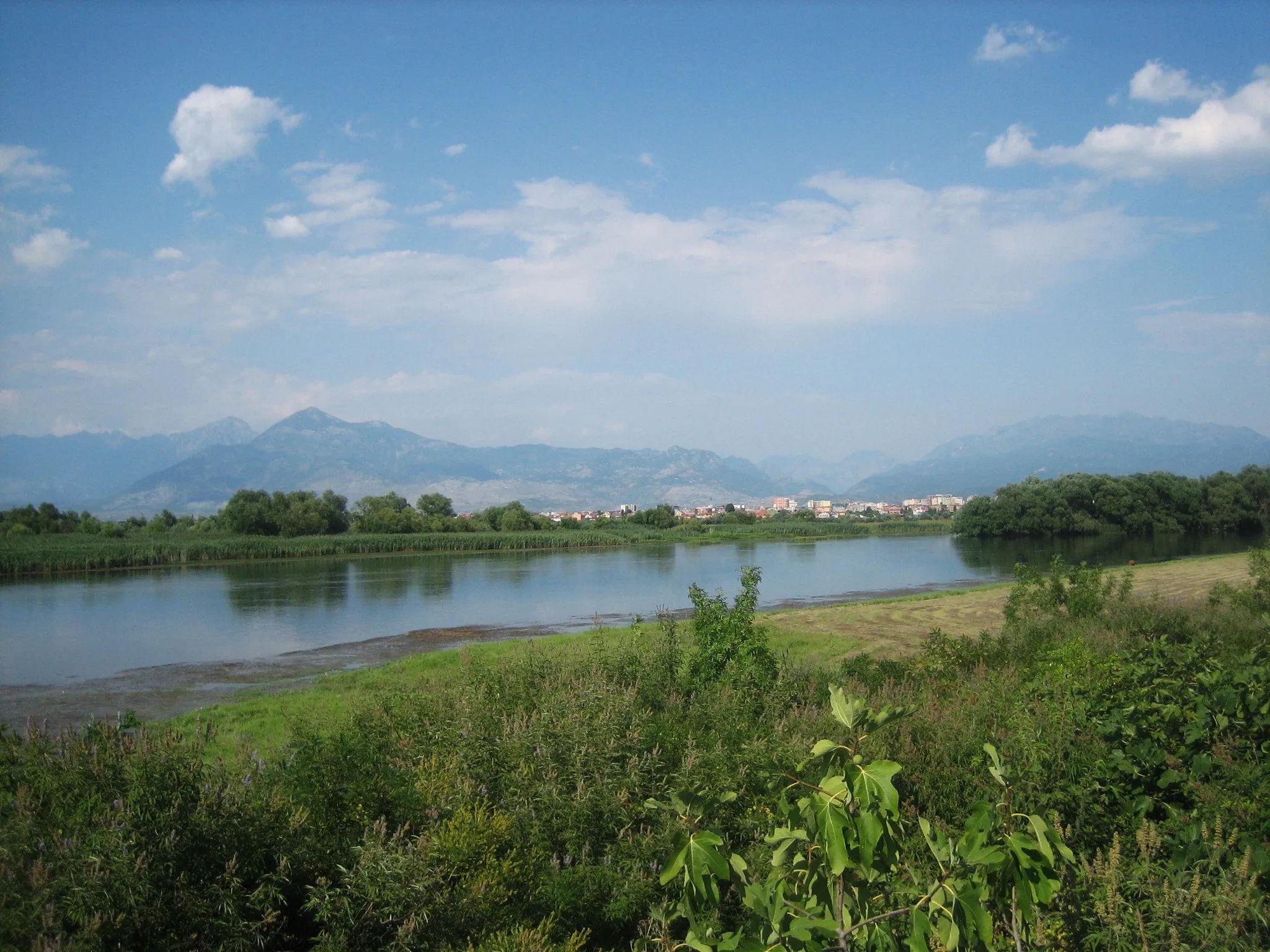 Photo showing: Bojana River near its source, Lake Skadar, between the centre of Shkodër and Shirokë village, Shkodër, Albania