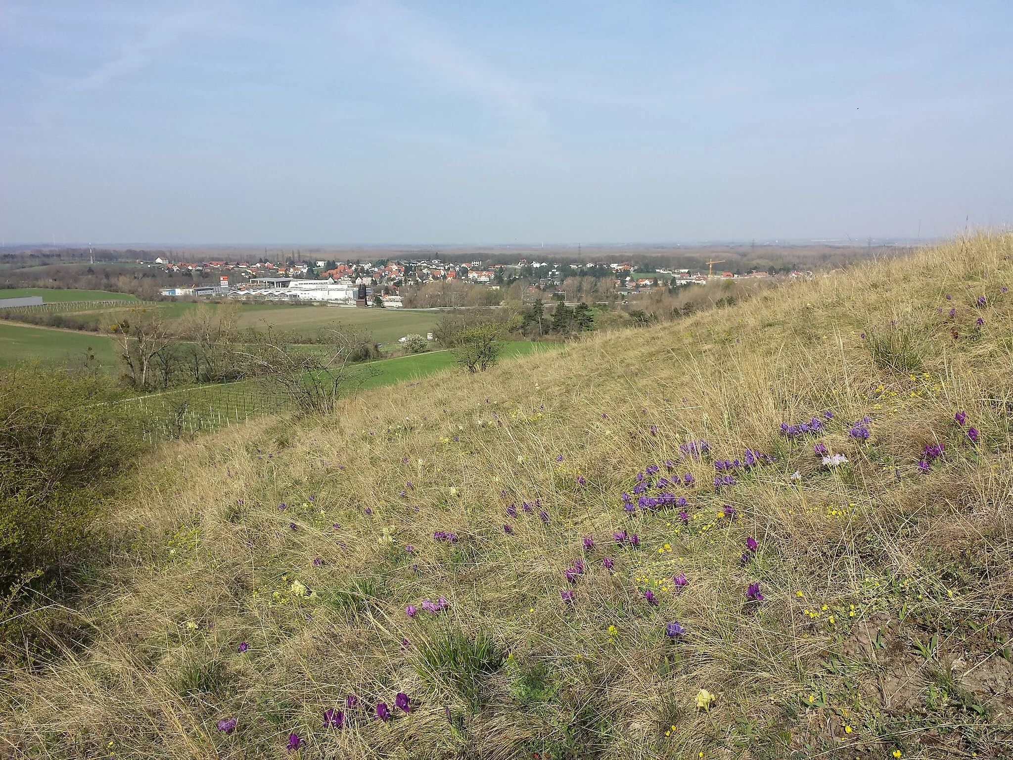 Photo showing: Pfaffenberg (Hundsheimer Berge), district Bruck an der Leitha, Lower Austria - ca. 250 m a.s.l.
Dry grassland - view towards Bad Deutsch Altenburg