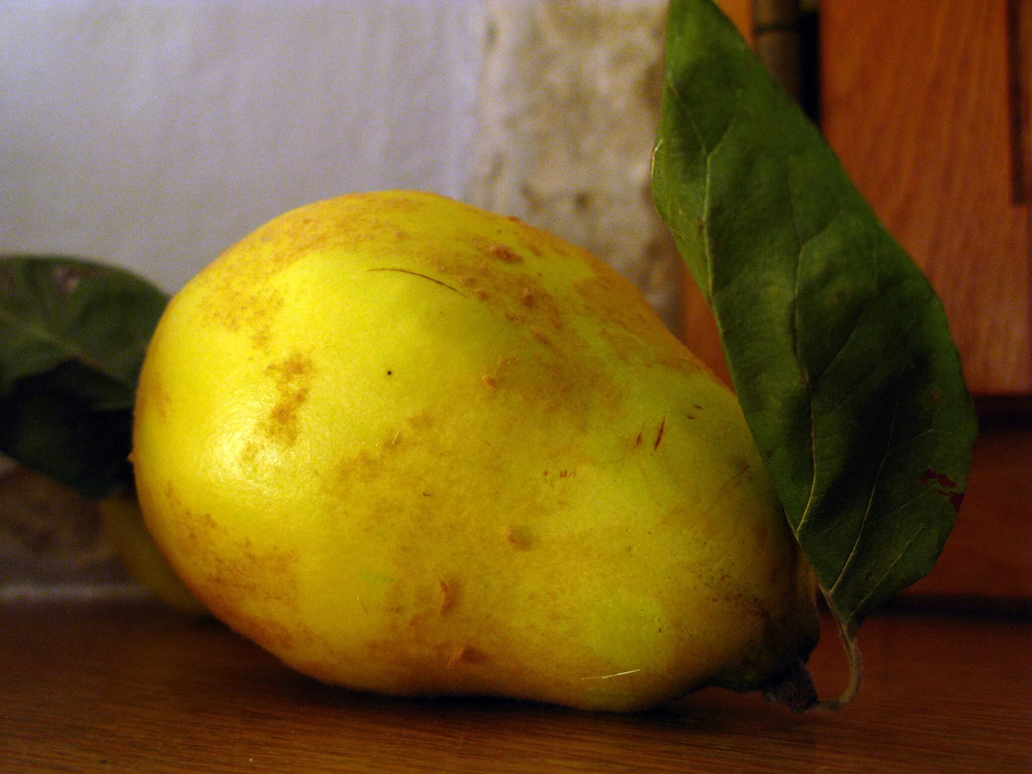 Photo showing: Quince in  near Rust near Lake Neusiedl / Burgenland / Austria / EU.