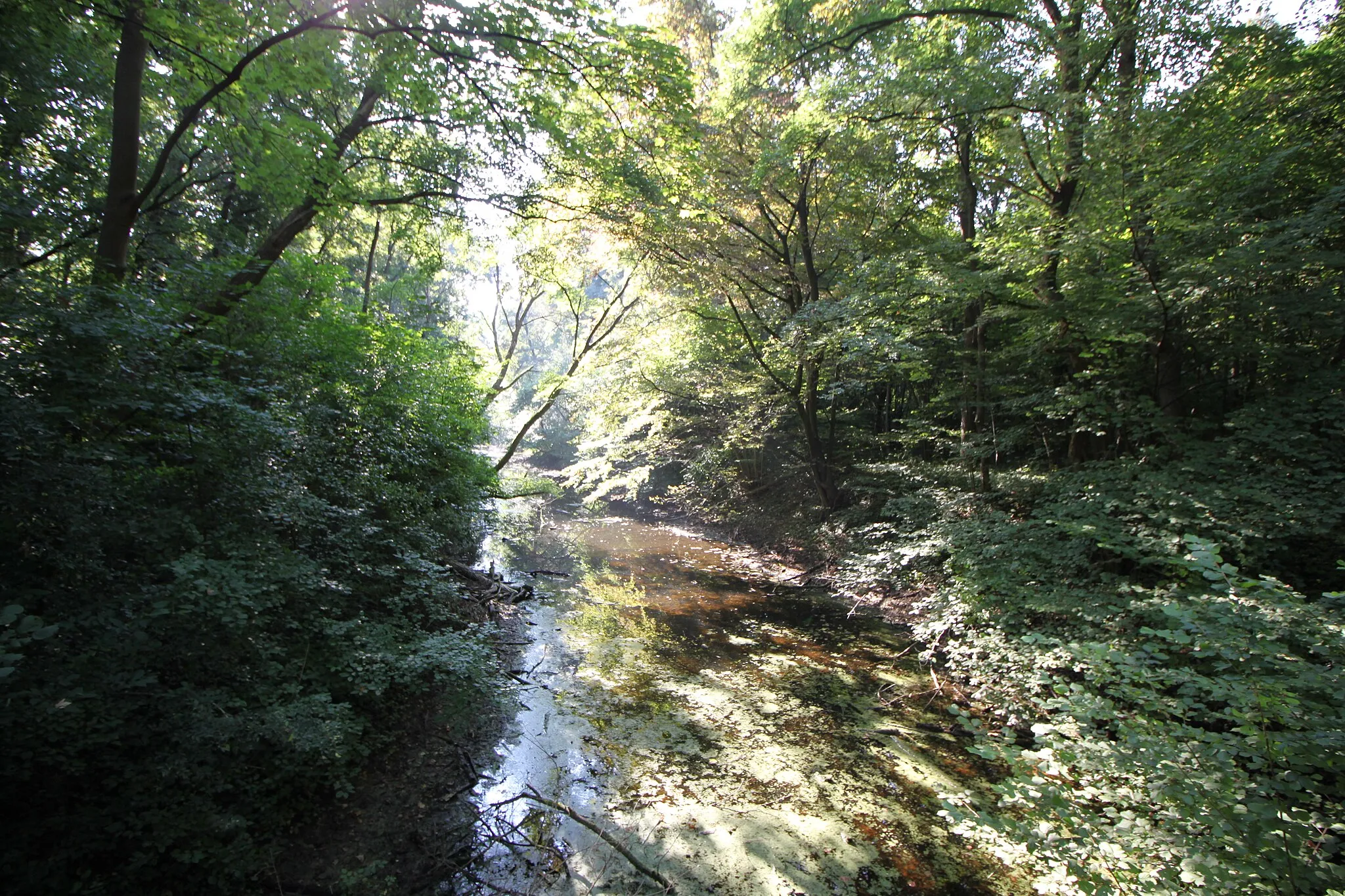 Photo showing: Fadenbach-Brücke aus Holz in Orth an der Donau, Weiterfluss