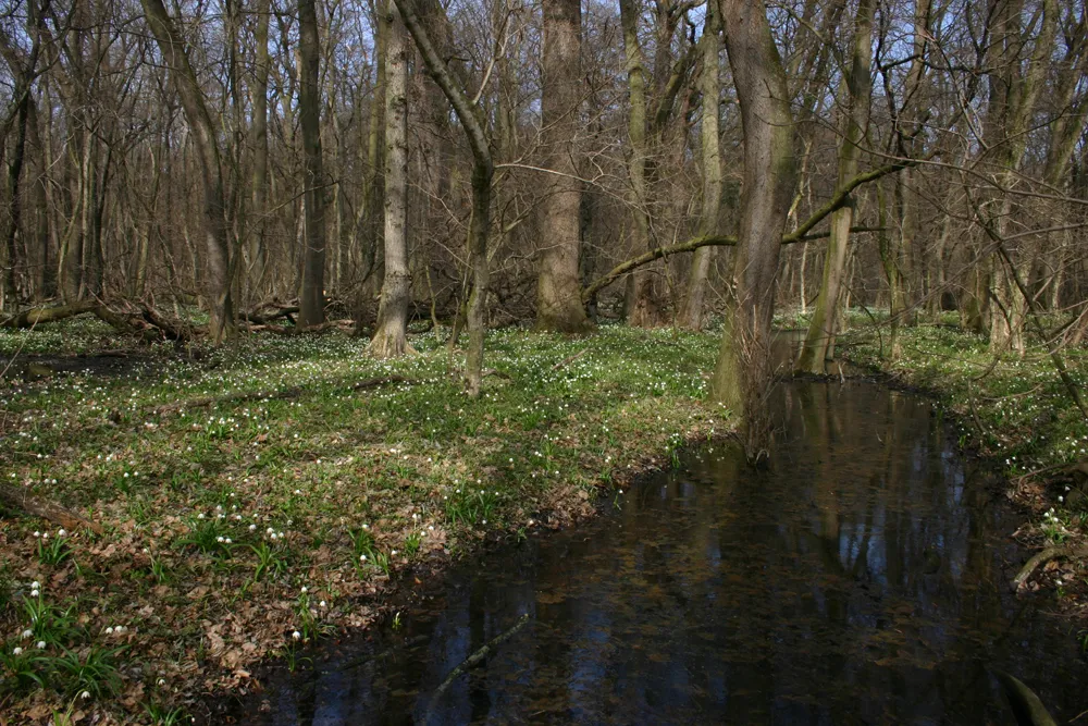 Photo showing: A csáfordjánosfai tőzikés erdő, Győr-Moson-Sopron megye