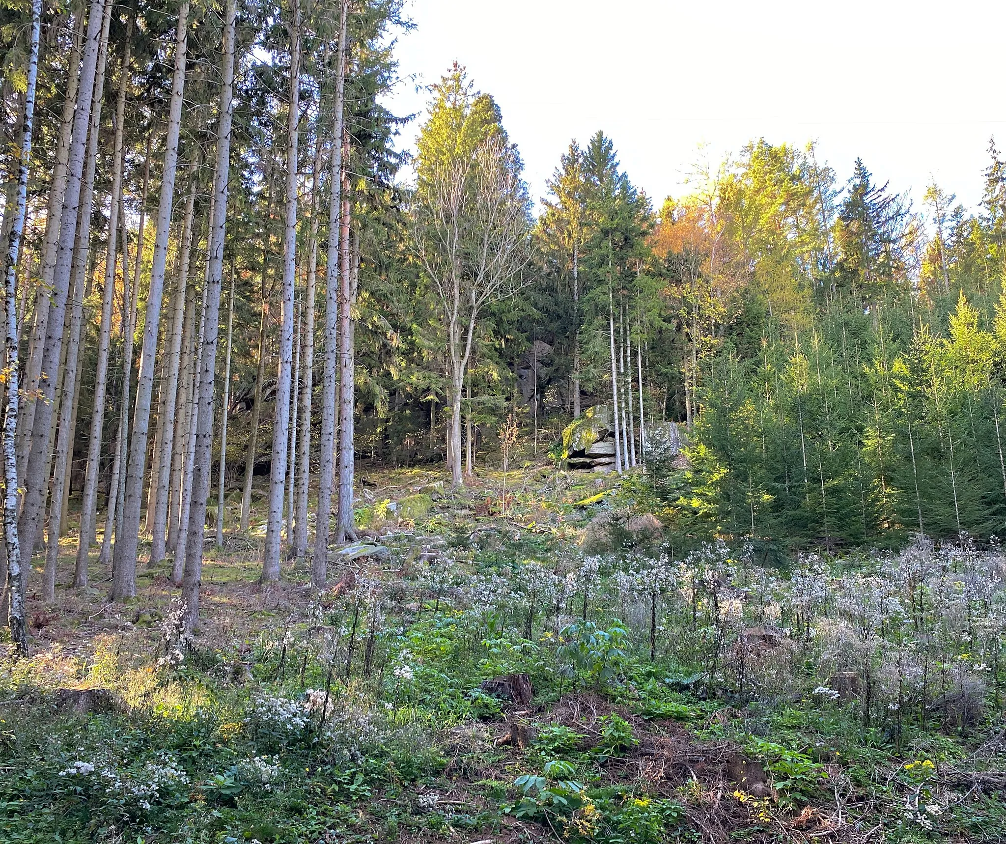 Photo showing: Ein Wald nordwestlich von Erdwegen. Blickrichtung Südwesten.